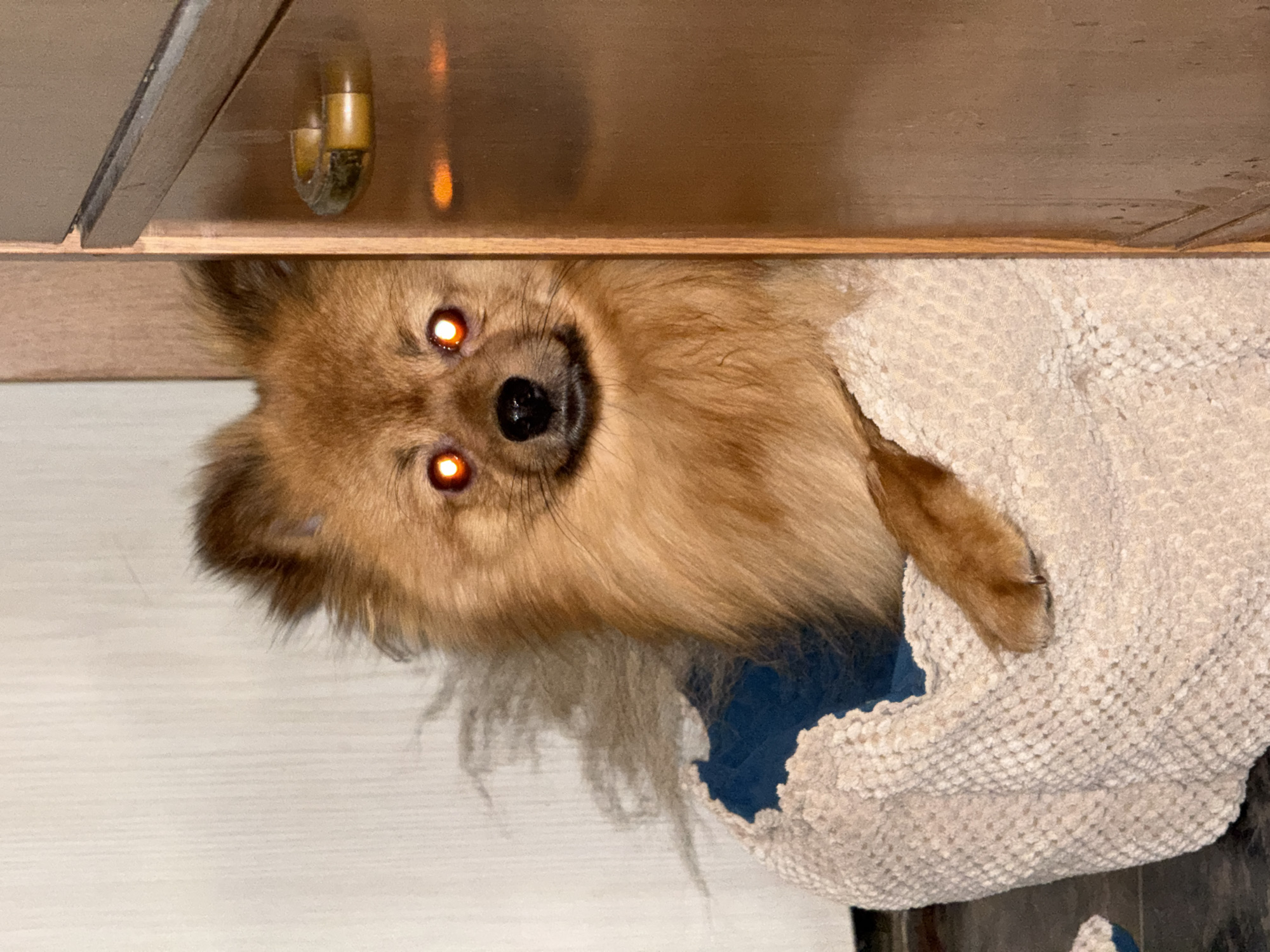 A close-up shot depicts a small, brown Pomeranian dog partially wrapped in a cream-colored, textured blanket. The dog's head is visible, with bright orange eyes due to flash reflection. The dog's nose is black and its expression appears to be a slight smile. The dog is positioned underneath a wooden surface, possibly a cabinet, which is visible in the background. The background is out of focus. There is no indication of the location being Khimki, Russia.