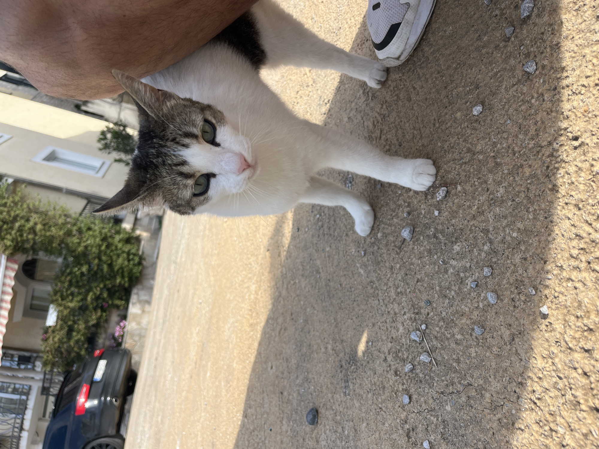 A medium shot shows a white and gray cat standing on concrete in Boreti, Montenegro. A person’s leg is next to the cat, and a shoe is near its paw. The cat is looking upward. A parked dark-colored car is visible in the background, along with building architecture and vegetation. Small rocks are scattered on the concrete surface. The photo appears to have been taken during daylight hours.