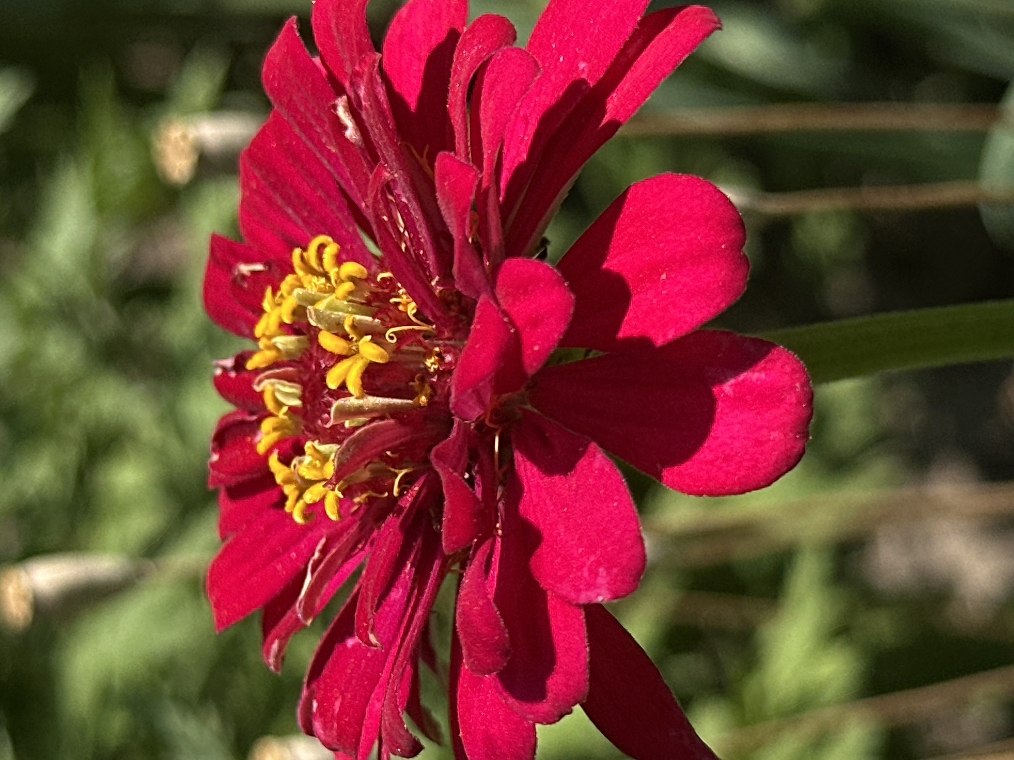 A close-up, vertical shot showcases a vibrant red zinnia flower in full bloom, its petals unfurling outwards in layers. The center of the flower is a cluster of bright yellow stamens, some tipped with pollen. The background is a soft blur of green foliage, suggesting an outdoor garden setting. The lighting is natural, casting subtle shadows on the petals, highlighting their texture and form. The image focuses on the intricate details of the flower, emphasizing its beauty and delicate structure. The location is specified as Lobacheve, Ukraine.