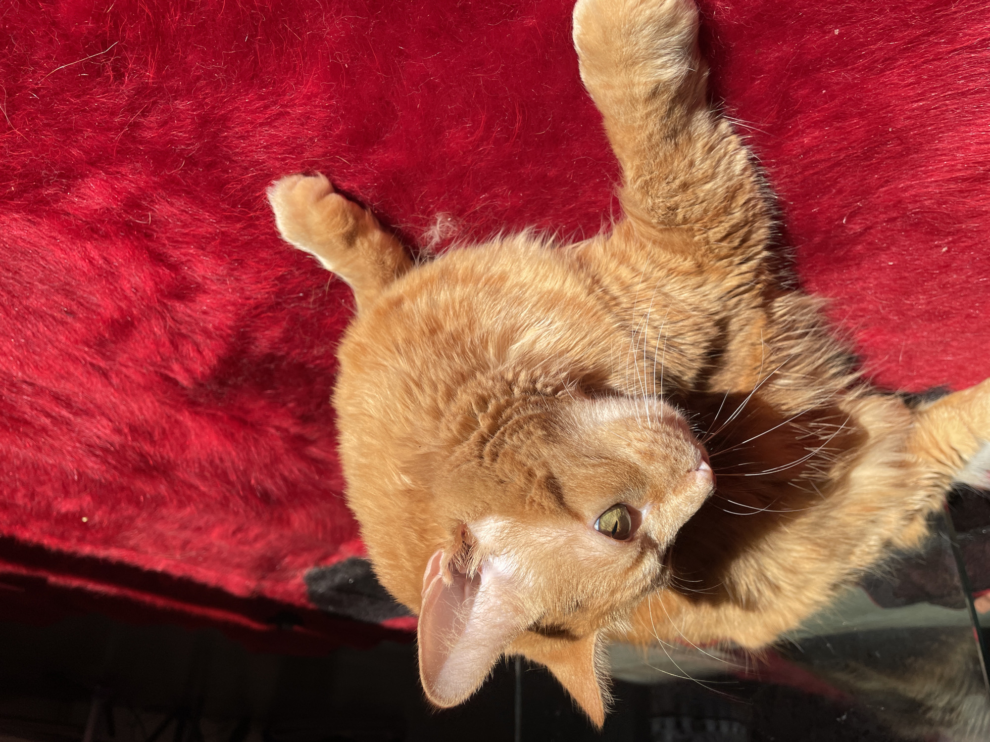A ginger tabby cat lies on its back on a red, furry surface. The cat is positioned in the center of the frame, with its head tilted up and to the right. The cat's paws are extended upwards on the left side of the image. The background is out of focus.