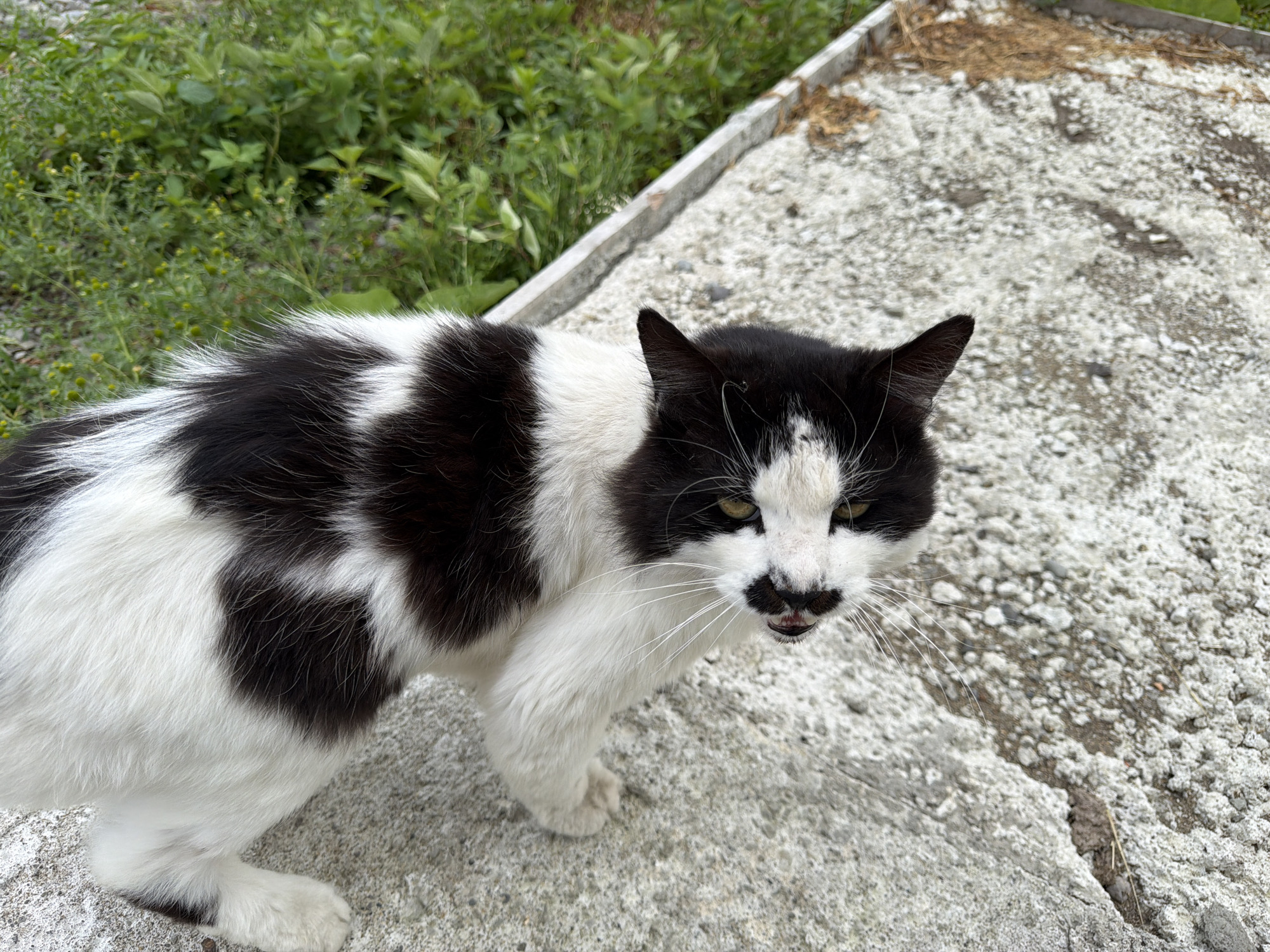 A black and white cat stands on a textured concrete surface with green foliage in the background. The cat is facing the camera with its mouth slightly open, revealing its teeth and tongue. The cat's fur is a mix of black and white patches, with a black patch covering its right ear and eye. The concrete surface is uneven and appears weathered. In the background, there are dense green plants and some dry brown debris. The scene is outdoors, suggesting a natural or urban environment.