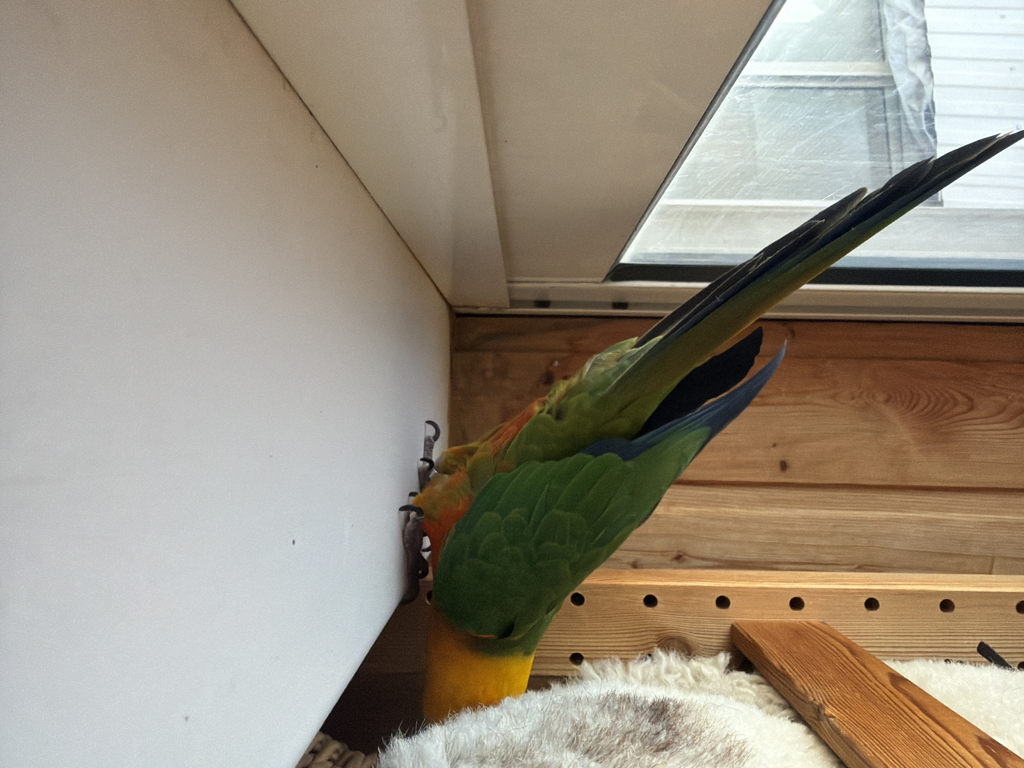 Two conure-type parrots, primarily green with yellow heads and some orange/blue plumage, are positioned on a white windowsill or shelf. Both birds are bent forward, actively investigating or pecking at the white surface with their beaks. One parrot is more prominently visible in the foreground, with a second, similar parrot partially obscured behind it. To the left, a white-framed window shows a blurred exterior view of a light-colored building, possibly covered with translucent material, under an overcast sky. To the right, a wooden wall composed of vertical planks is visible, alongside a modular wooden shelving support system featuring a series of circular holes. A furry, light-colored pet accessory with a woven base rests against this wall and shelving. The scene is brightly illuminated by natural light. No human subjects are present. The specific architectural or environmental features necessary to visually confirm a location within the city of Khimki, Russia, are not discernibly present in this image.