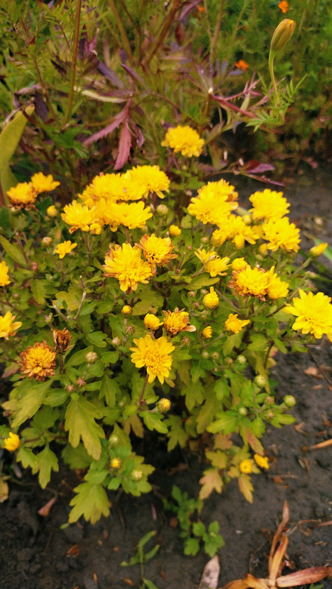 A cluster of bright yellow chrysanthemums is in full bloom in a garden setting, likely in Horishni Plavni, Ukraine. The flowers, with their numerous delicate petals, form a dense bouquet. Some of the blooms appear fully open, showcasing their vibrant yellow color, while others are in various stages of development, with some appearing as buds or partially open flowers. The foliage is a rich green, providing a lush backdrop to the colorful blossoms. Interspersed with the green leaves are some reddish-purple leaves, adding a contrasting hue to the scene. The ground beneath the flowers is dark soil, with a few fallen leaves scattered around. In the background, out-of-focus green foliage and a single orange flower bud are visible. The image captures a lively and natural scene, highlighting the beauty of the chrysanthemums in their garden environment.