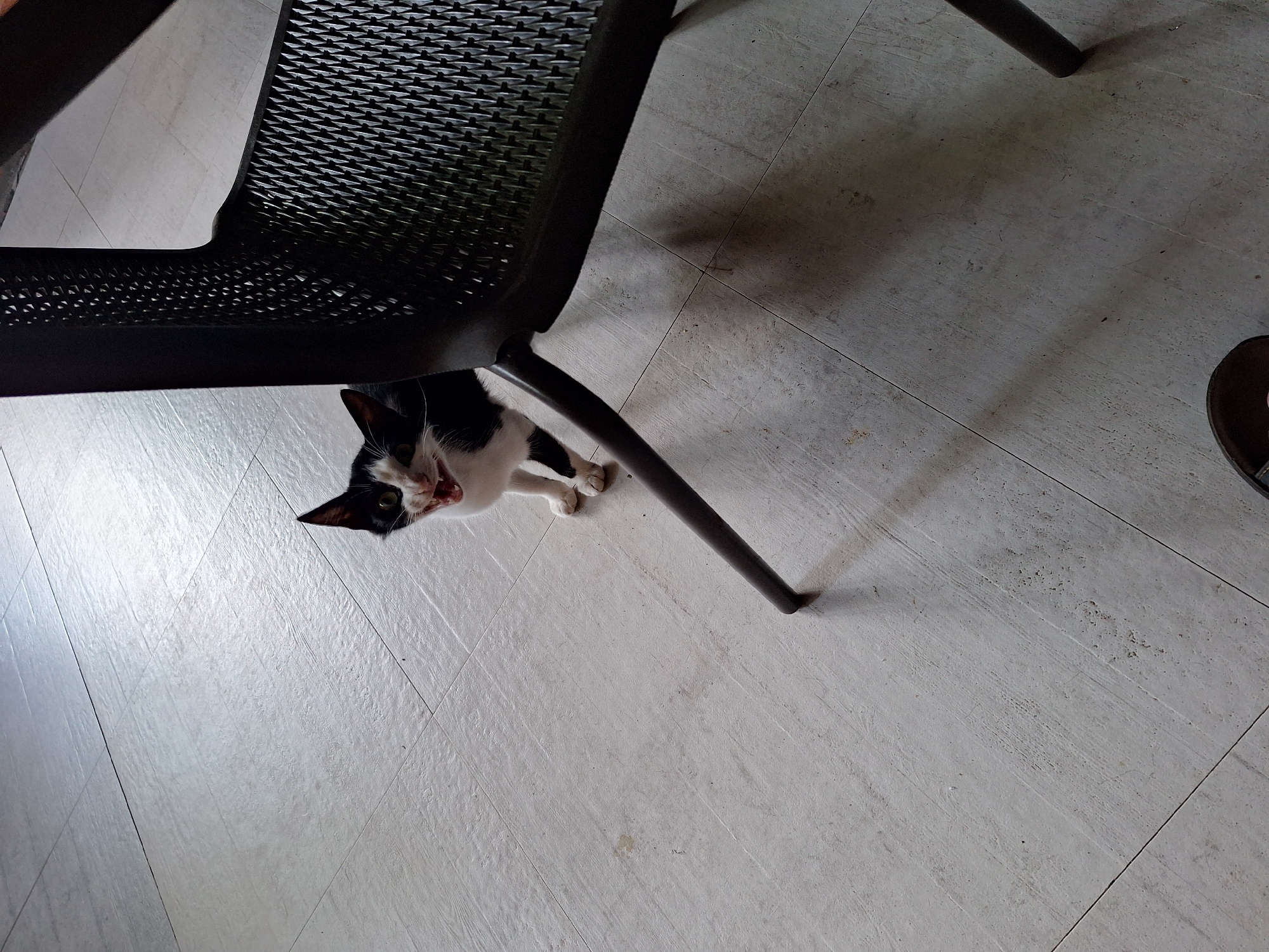 A black and white kitten with its mouth open and fangs showing sits on a tiled floor next to the leg of a black plastic chair. The kitten is looking up and to the left. The floor is light gray with visible tile lines. A shadow from the chair falls across the floor. The image appears to be taken indoors, possibly in Kobuleti, Georgia.