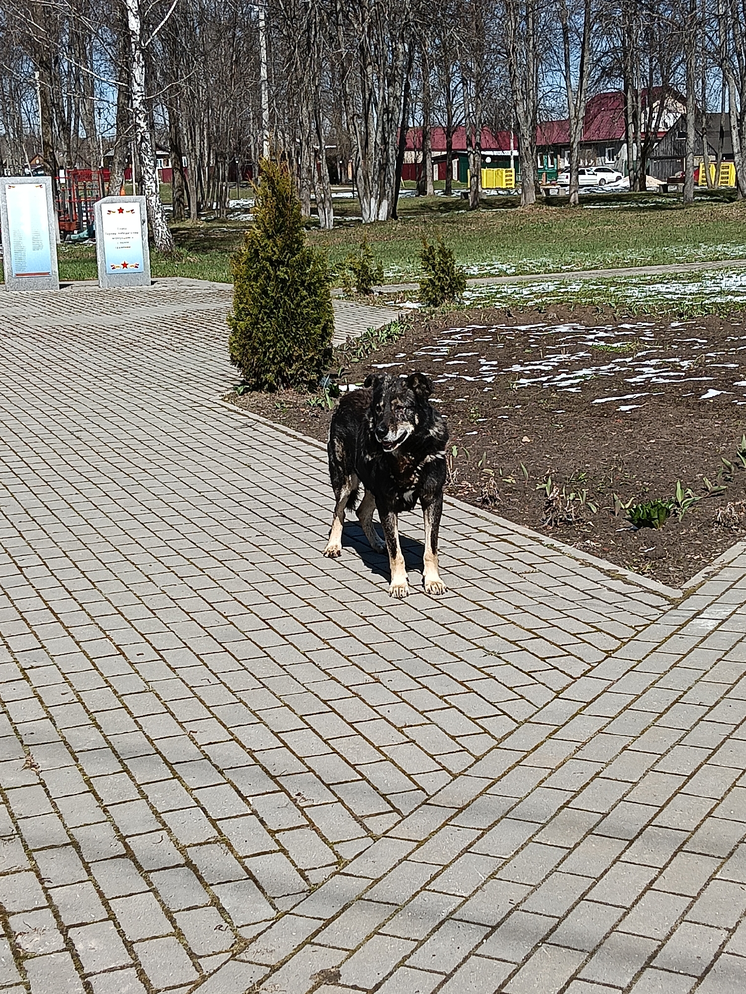 A medium shot captures a scruffy, dark-coated dog with tan markings on its muzzle and paws, standing on a light grey paver pathway. The dog looks slightly to the left, its expression neutral. The pathway is laid in a mix of herringbone and straight patterns, with visible moss or dirt in the gaps between pavers.
To the dog's left, a small evergreen bush grows, and beyond it, two stone memorial plaques are visible. The plaque on the right features red stars and text in Cyrillic, clearly reading "Герои Победы - вечно в наших сердцах" (Heroes of Victory - forever in our hearts) and "Красный Маяк" below. The left plaque appears to list names. Adjacent to the path, patches of bare earth with melting snow and sparse new green growth indicate early spring.
In the background, numerous deciduous trees with bare branches line a grassy area, still partly covered in snow. Behind the trees, several houses with prominent red roofs are visible, suggesting a residential or village setting. A white car is parked near one of the buildings. The scene is bathed in bright daylight under a clear blue sky, suggesting a sunny day. The setting is Красный Маяк, Russia, likely a park or town square area. No specific activity beyond the dog standing is observed.