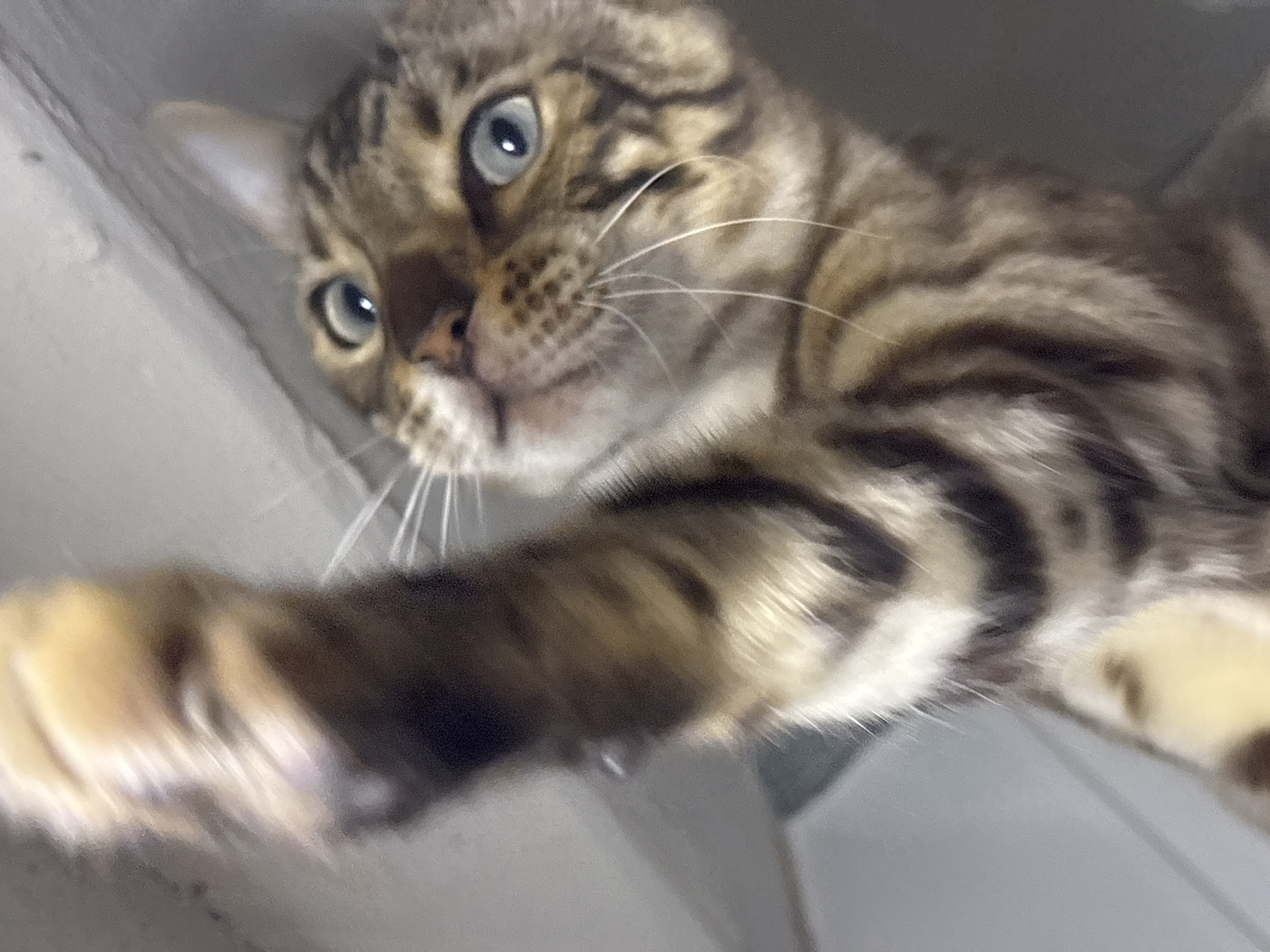 The image is a close-up, low-angle shot of a Bengal cat. The cat's face is in focus, with striking blue eyes and a patterned coat of brown, black, and tan stripes. One of its front paws is extended towards the camera, blurred due to motion. The background is out of focus, appearing to be an indoor environment with neutral-colored surfaces. There is no information about the location in Noviy, Russia, or any people present in the image.