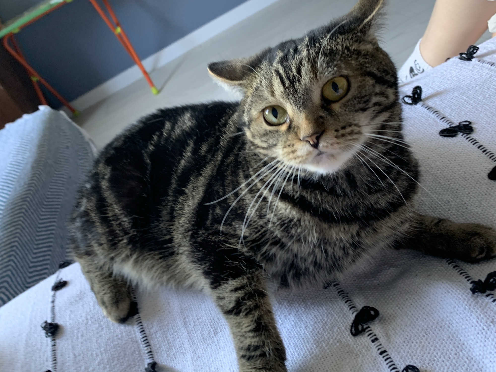 A tabby cat with green eyes is lying on a white textured surface with black embroidered details. The cat is looking up and to the left, with its mouth slightly open. The background is blurred and shows a blue wall and orange and green rods of a toy. There is no information in the image that would indicate a location in Stavropol, Russia.