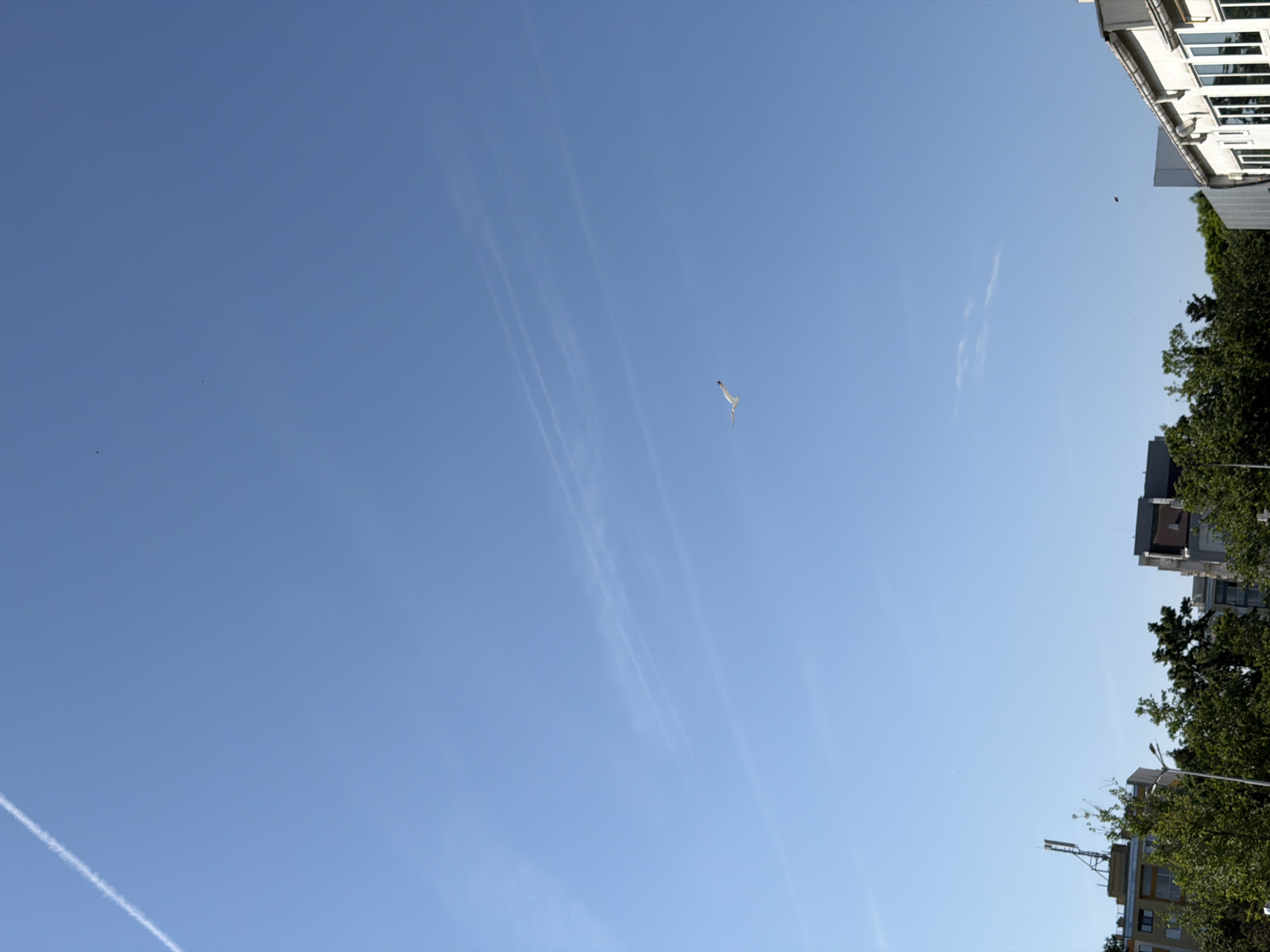 The image, oriented vertically, captures a bright, clear blue sky above an urban environment, likely Burgas, Bulgaria. On the right side, parts of buildings are visible, characterized by light-colored facades and multiple windows. Below these buildings, dense green tree foliage occupies the lower right corner, with a glimpse of another building featuring an antenna or telecommunications equipment behind the trees.
A large white bird, resembling a seagull, is prominently featured in mid-flight in the upper-middle section of the sky. Several other smaller, dark specks, likely distant birds, are scattered across the vast expanse of blue. The sky is streaked with several thin, wispy white contrails or cirrus clouds; one distinct contrail diagonally crosses the bottom-left corner, extending upwards towards the center, while other fainter streaks are present in the middle-left.
The scene depicts a sunny daytime, suggesting morning or afternoon, with pleasant and clear weather. The upward perspective emphasizes the openness of the sky against the backdrop of the city's architecture and greenery. No visible text is present in the image.