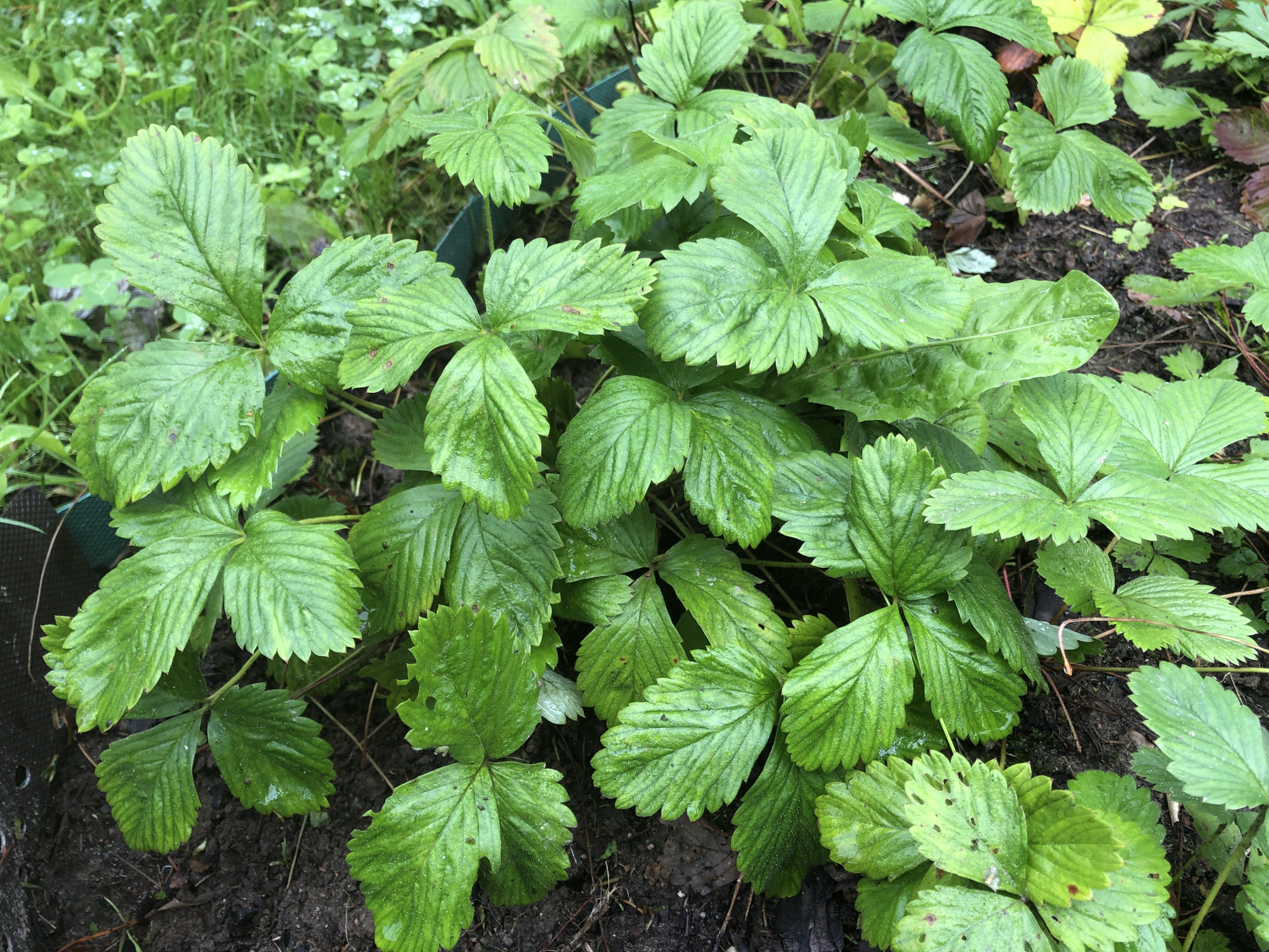 The image shows a close-up view of a patch of lush green strawberry plants growing in dark, damp soil. The leaves are vibrant green, some with slight yellowing and small brown spots, indicating they are wet from rain or watering. The edges of the leaves are serrated. Several leaves are clearly visible, showcasing their textured surfaces with prominent veins. Some fine dirt and small plant debris are scattered around the plants. In the background, blurred greenery suggests other plants or grass. The scene is likely outdoors, in a garden or natural setting. The image does not contain any people, and no specific location in Arfa, Russia is identifiable from the visual information provided.