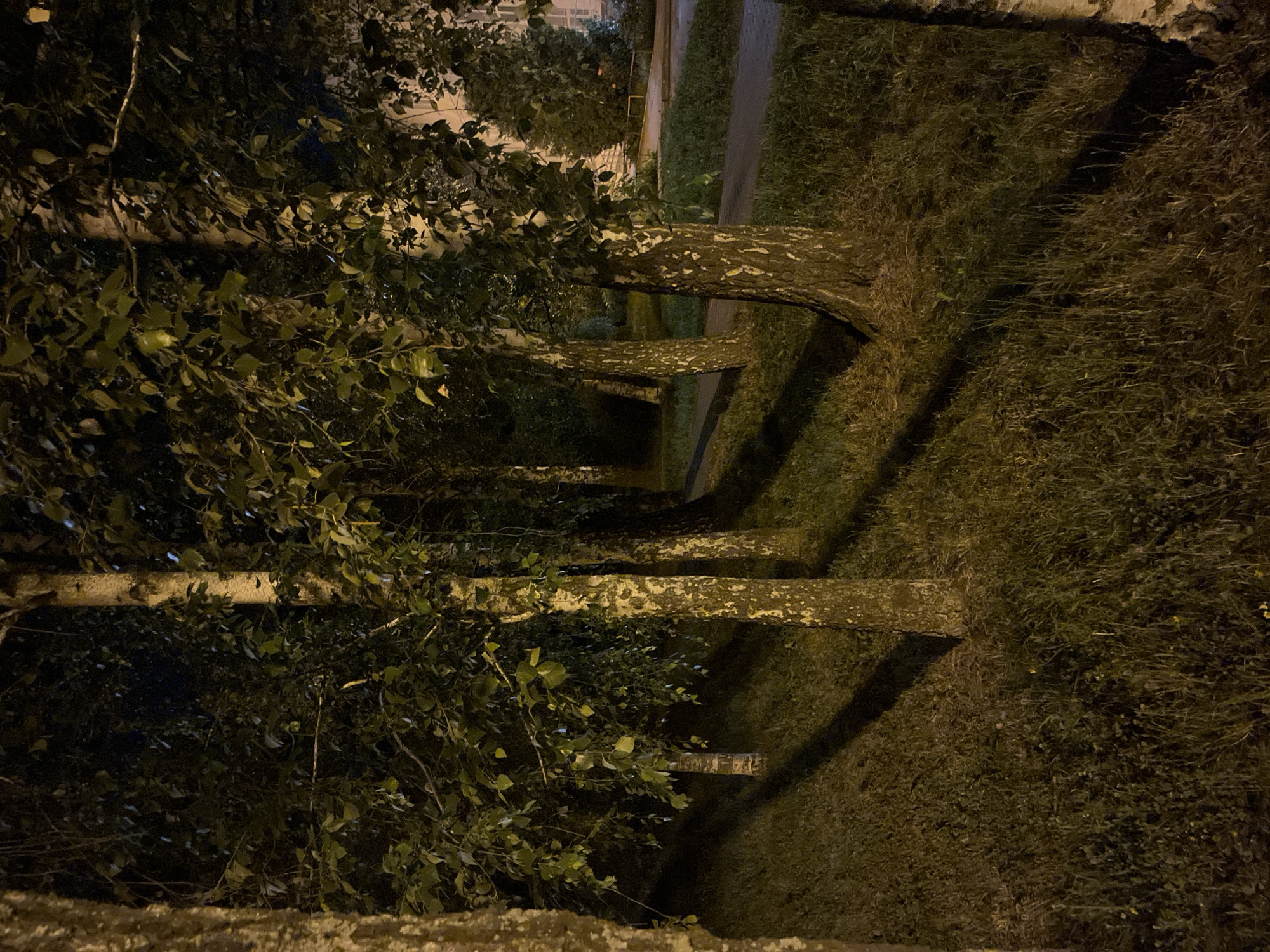 A nighttime photograph shows a row of birch trees with white bark, casting long shadows across a grassy slope. The trees are densely foliated with green leaves, some of which are illuminated by artificial light. A paved path runs alongside the grassy area, and a building with windows is visible in the background, partially obscured by foliage. The scene appears to be in a park or residential area. The image is sharp and well-lit, suggesting it was taken with a modern smartphone camera.