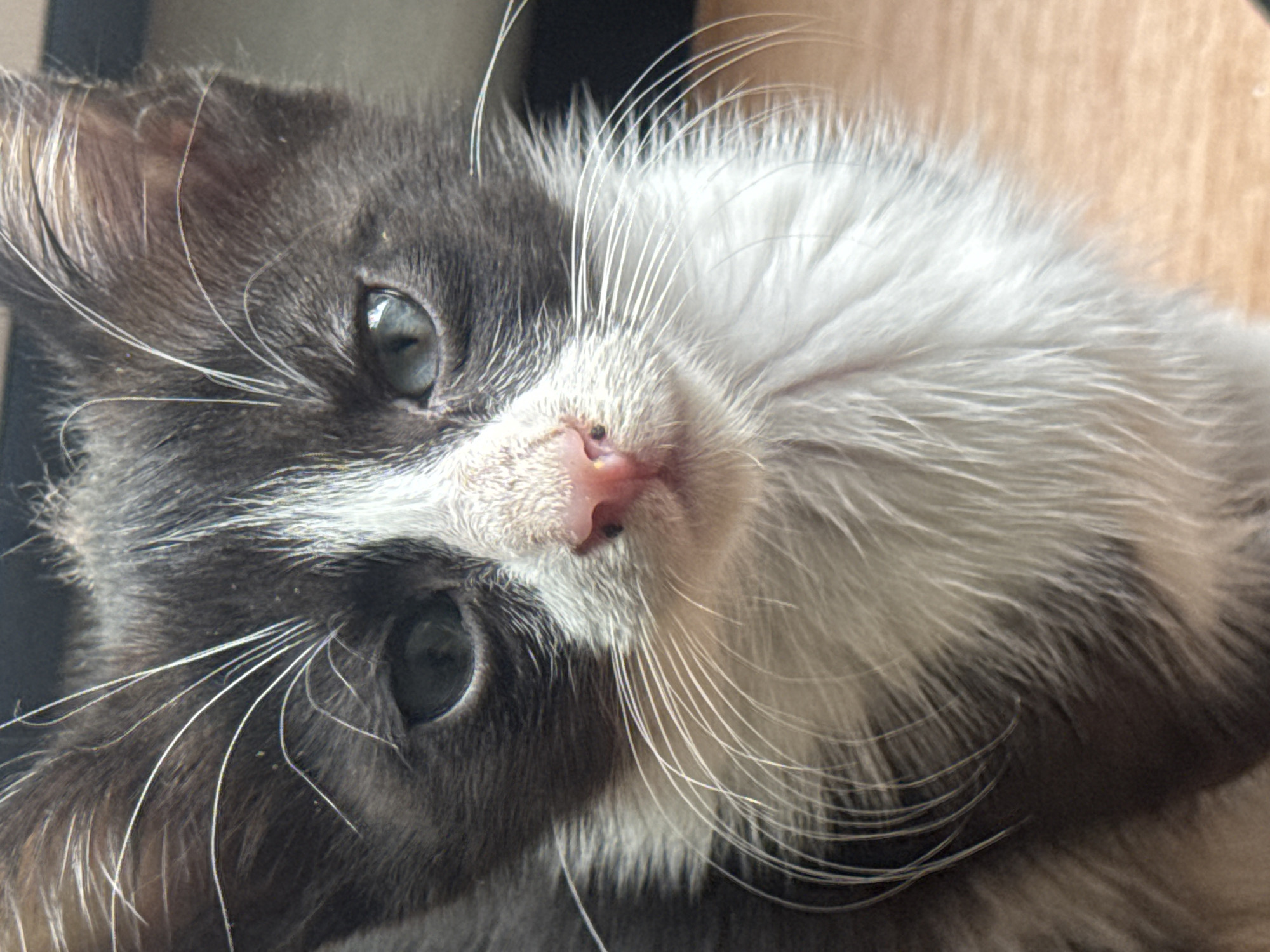 The image is a close-up, head-on shot of a black and white kitten with light blue eyes. The kitten's fur is mostly black on its head and back, with a white blaze on its forehead extending down its nose. Its chest and lower face are also white. The kitten's nose is pink, and it has a small black marking on its nose. Its whiskers are long and white. The background is out of focus and appears to be a wooden surface. The lighting is natural, and the image is well-exposed. There is no indication of the location being in Zaokskiy, Russia.