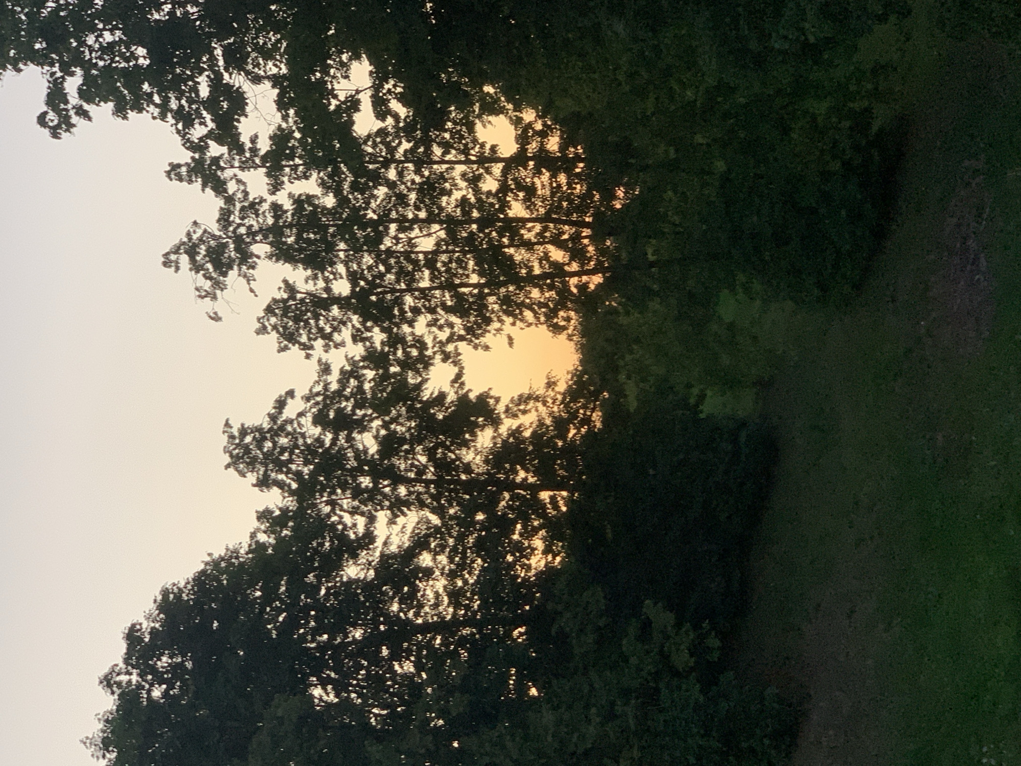 The image depicts a natural outdoor scene at dusk, likely in Kapyĺ, Belarus. Silhouetted trees with dense foliage form a framing element on the left, right, and upper portions of the frame. The trees in the center are spaced, allowing a view of the sky behind them. The sky displays a gradient of colors, transitioning from a pale yellow-orange near the horizon to a light beige at the top, characteristic of a sunset or sunrise. The lower part of the image shows a gently sloping grassy area, with the grass appearing dark green and somewhat shadowed. The overall impression is one of a serene, natural landscape at the end of the day. There are no people or man-made objects visible in the frame.