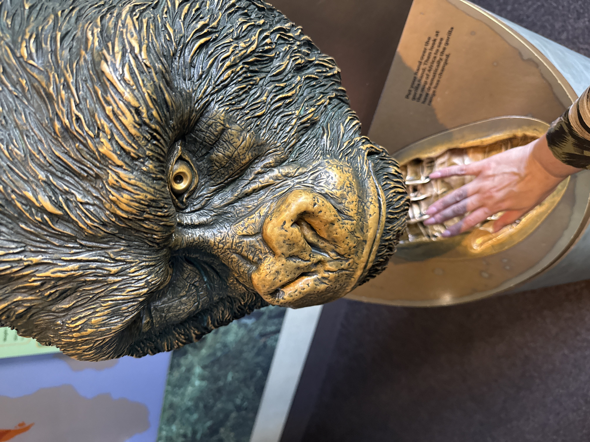 The image shows a close-up of a bronze-colored gorilla head sculpture located indoors, likely in an exhibit. A human hand, smeared with dark smudges, is placed over a recessed area near the sculpture, which appears to represent a gorilla hand. An informational sign adjacent to the sculpture reads, "Put your hand over the gorilla hand. Then look at the map of Africa to see how dramatically the gorilla range has changed." The background suggests the sculpture is part of a museum or educational display with other exhibits visible. This photograph seems to be taken inside a zoological museum possibly in Chicago.