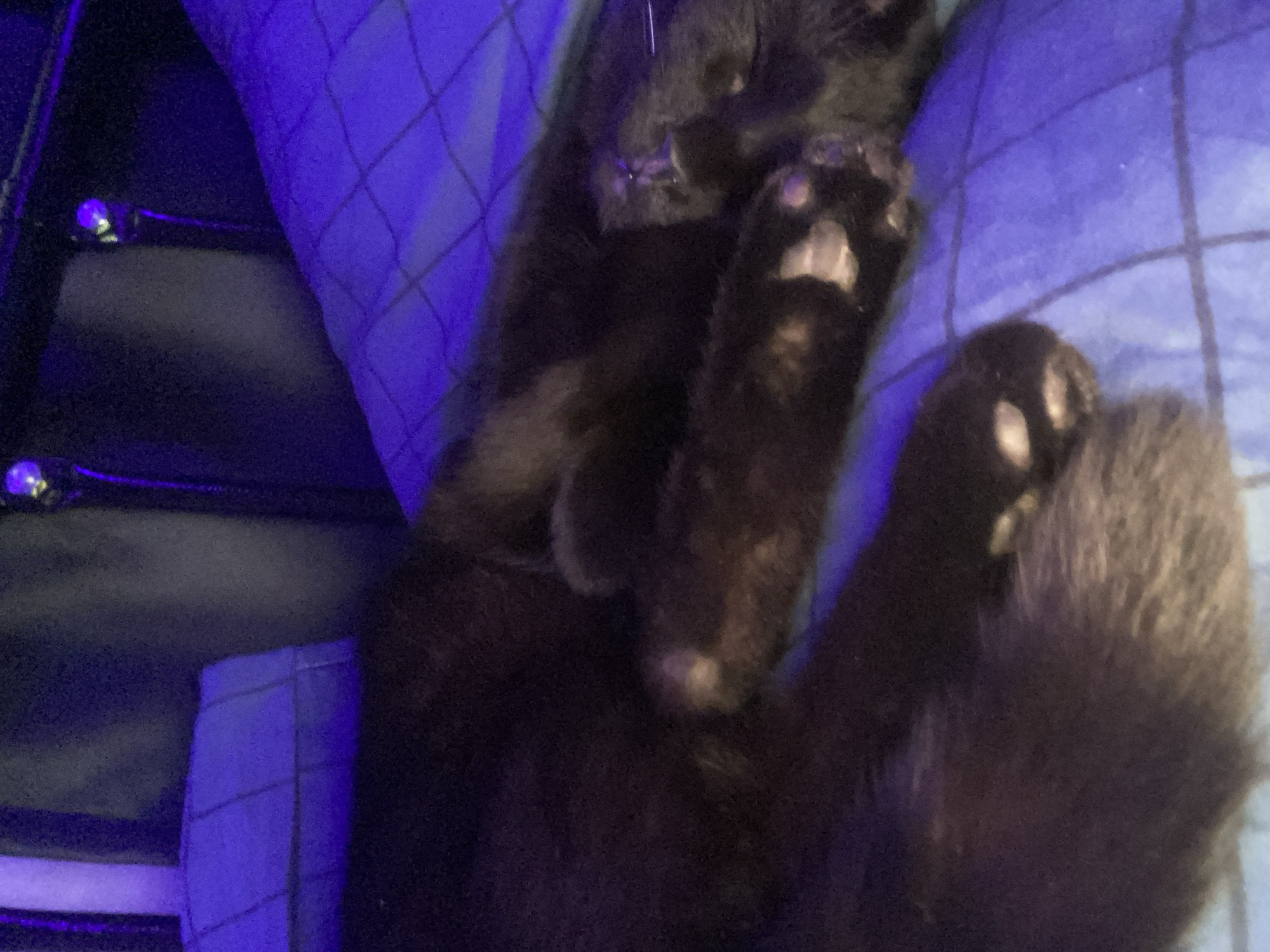 A black cat is lying on a blue patterned surface. Its paws are visible, with light-colored toe beans. The cat's fur is mostly black, but there are some areas that appear lighter. A black chair with metallic accents is visible in the background to the left. The lighting is primarily blue. The location is unknown and there is no information about Izhevsk, Russia.