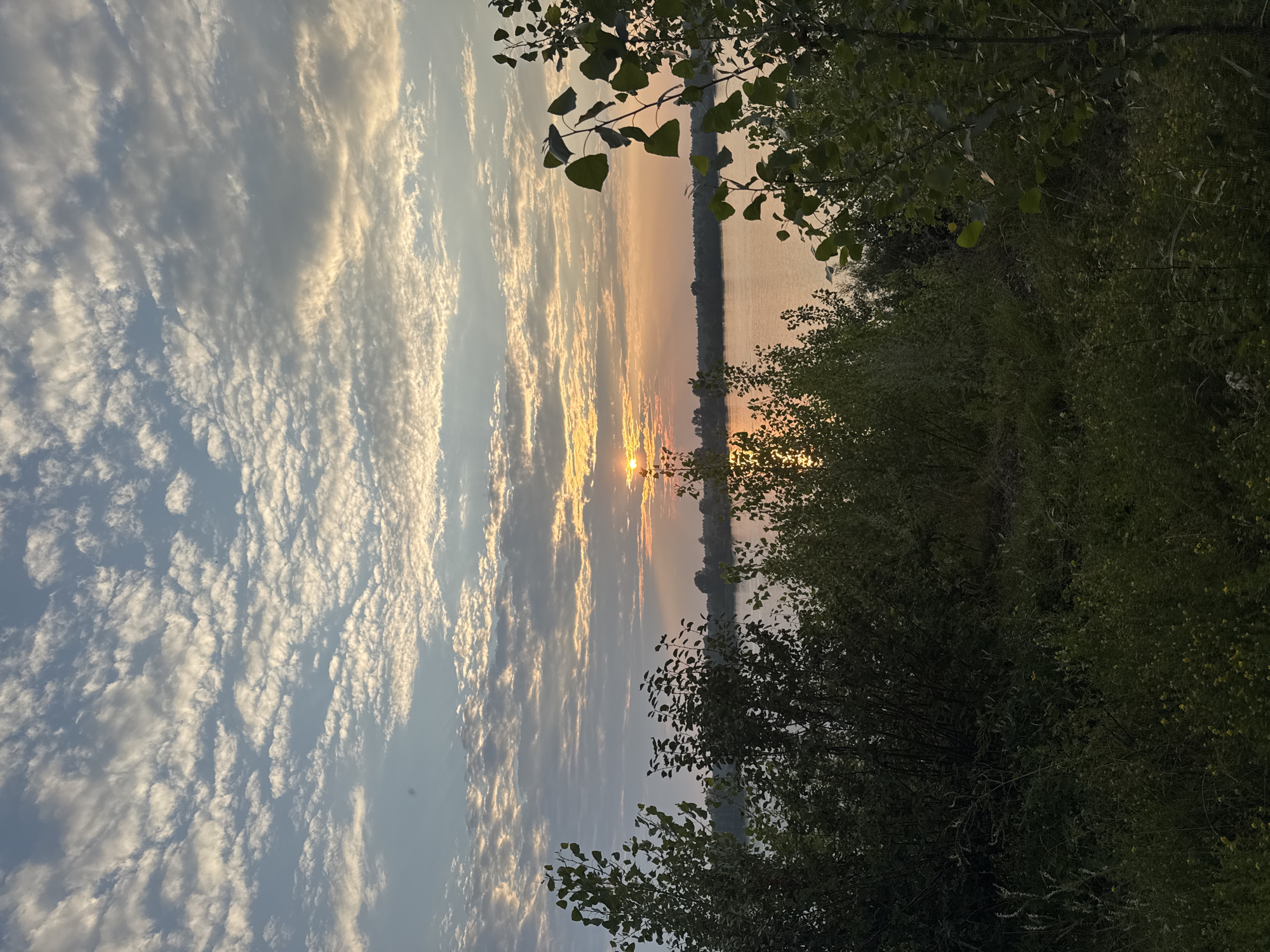 A vertical, eye-level shot captures a sunset over a tranquil body of water, likely the Kama River, in Chaikovsky, Russia. The sky is a canvas of soft blues and oranges, adorned with scattered, wispy clouds that catch the warm hues of the setting sun. The sun itself, a radiant orb, peeks through the clouds just above the horizon, casting a shimmering golden reflection on the water's surface.
In the foreground, dense foliage and trees create a natural frame for the scenic view. The leaves of these trees are a vibrant green, some catching the last rays of sunlight. The vegetation extends downwards, becoming a darker, more subdued green as it leads into the lower portion of the frame, with hints of yellow wildflowers interspersed amongst the greenery. The overall atmosphere is serene and peaceful, evoking a sense of natural beauty at dusk.