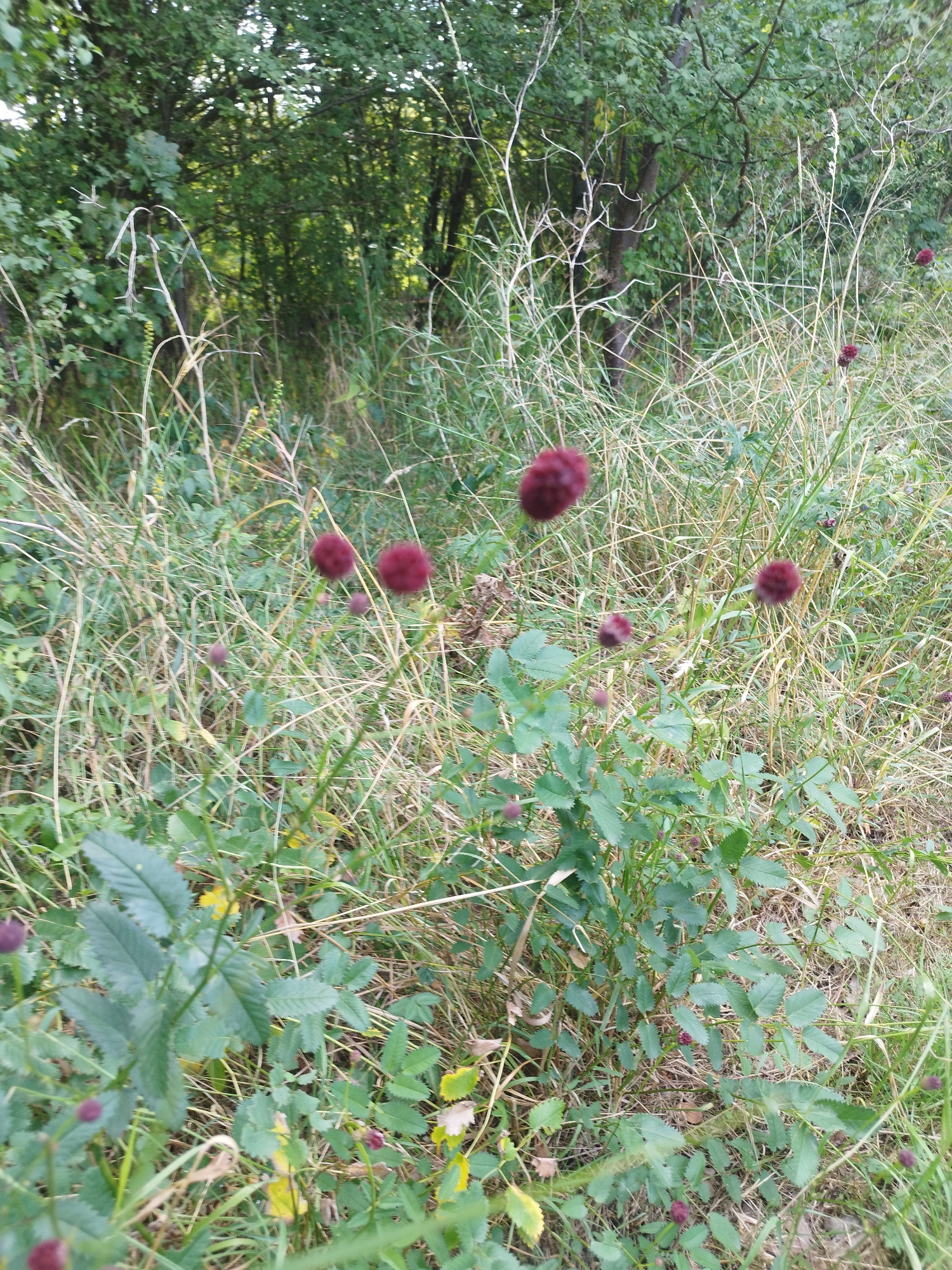 A medium shot shows a cluster of dark red, fluffy flower heads, possibly Sanguisorba, emerging from green foliage in a natural, overgrown setting. The flowers are spherical and fuzzy, with some appearing in sharp focus while others are blurred. The surrounding environment consists of dry, tall grasses and dense green leaves, suggesting a wild or uncultivated area. In the background, a dense wall of green trees and foliage creates a shaded backdrop. The overall impression is one of lush, untamed nature, likely in a rural or parkland environment within the city of Unknown. The lighting appears to be natural daylight, casting soft shadows.