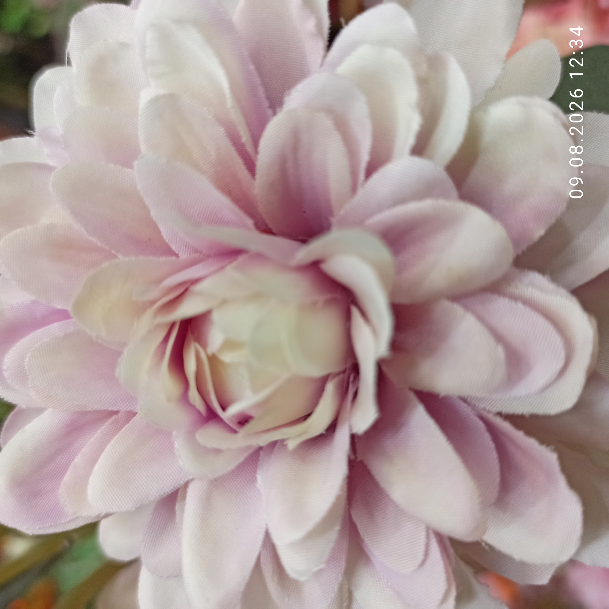 The image is a close-up, over-the-shoulder shot of a pale pink and cream artificial flower, likely a dahlia or chrysanthemum, with layered petals. The flower is the sole subject in focus. The background is blurred, with hints of green foliage and possibly other floral elements. A timestamp, "09.08.2026 12:34", is visible in the lower right corner. The scene appears to be indoors or in a controlled setting, given the artificial nature of the flower. There is no indication of the specific location within Terlizzi, Italy.