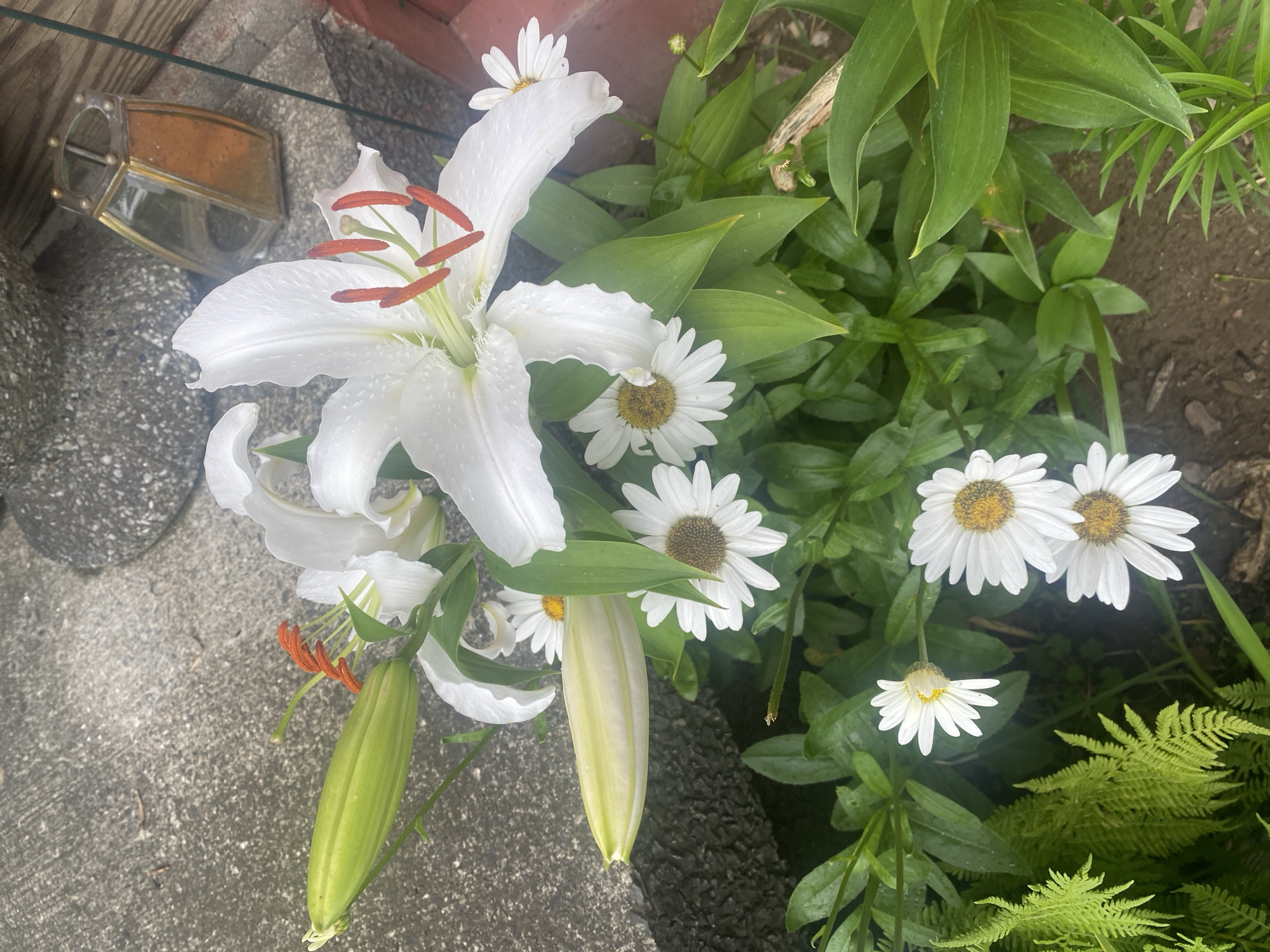 The image shows a close-up view of several white lilies and daisies with green foliage. A lime green lily bud is visible on the left side of the frame, with orange stamen extending from a partially opened lily bloom above it. The lilies are covered in water droplets, suggesting recent rain or watering. Several white daisies with yellow centers are interspersed among the lilies. The ground appears to be a mix of soil and small rocks. In the background, there is a rough concrete surface and a portion of a decorative brass and glass lantern with a hexagonal shape. The scene is outdoors, likely in a garden setting. The specific location in Pattersonville, United States is not discernable from the image itself.