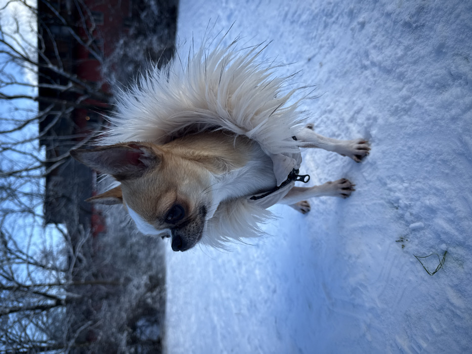 A tan and white Chihuahua, wearing a light-colored winter jacket with a shaggy cream-colored faux fur collar, stands on snow-covered ground. Its dark eyes are visible as its head is turned slightly to the left, gazing off-frame. A dark zipper pull is present on the dog's chest area. The ground consists of undisturbed white snow with minimal irregularities and a small tuft of green grass emerging in the lower-left. In the background, a scattering of bare deciduous trees, possibly with a light covering of snow or frost, stands before a dark red building with a dark roofline, partially visible through the branches. The sky above is light blue and clear. The scene depicts an outdoor park-like environment during winter conditions in Berlin, Germany.