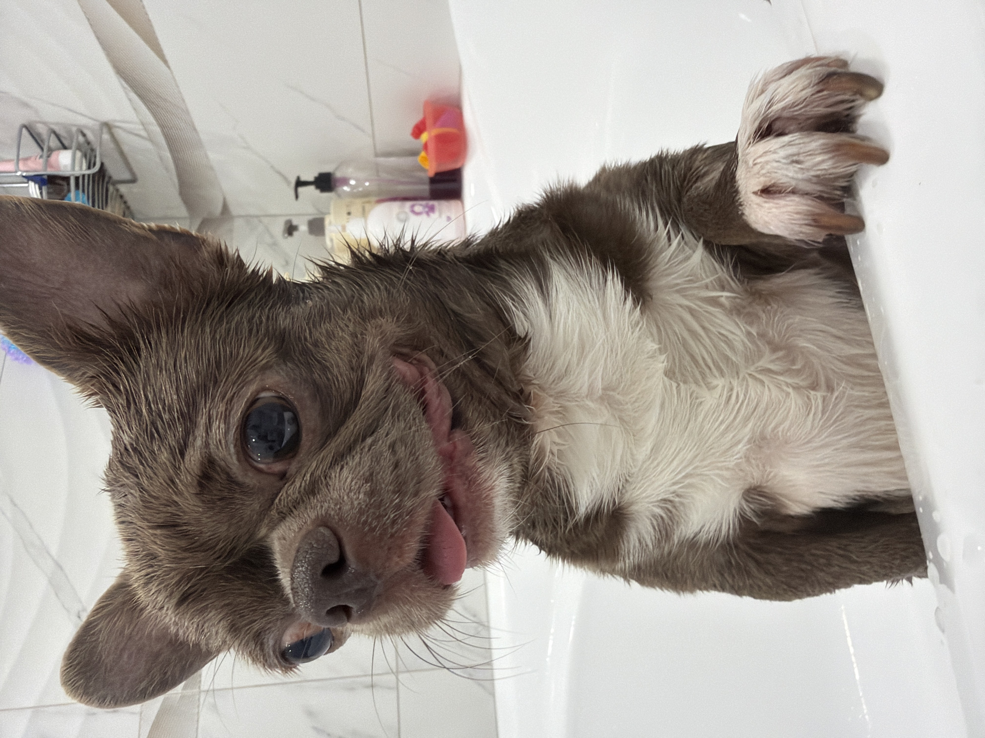A small, wet dog, possibly a Chihuahua or similar small breed, is captured peering over the edge of a white ceramic bathtub or sink. The dog has dark brown-grey fur and a prominent white chest and belly, with its fur appearing matted and spiky from being wet. Its large, dark eyes are fixed directly on the viewer, and its pink tongue is comically sticking out slightly from the side of its mouth. One of its paws, also wet, rests on the clean white rim of the tub.
The setting is a modern bathroom with white rectangular tiled walls. In the background, a metal shower caddy holds various items, including toothbrushes. Several bottles with colorful labels and pump dispensers, likely containing bath products, are lined up along the tub's edge behind the dog. A light-colored fabric, possibly a towel or shower curtain, is visible in the upper left background. The overall activity suggests the dog is either in the process of getting a bath or has just finished one, looking out with an expressive and somewhat playful demeanor. This scene takes place in Votkinsk, Russia. No discernible text is legible on any of the objects.