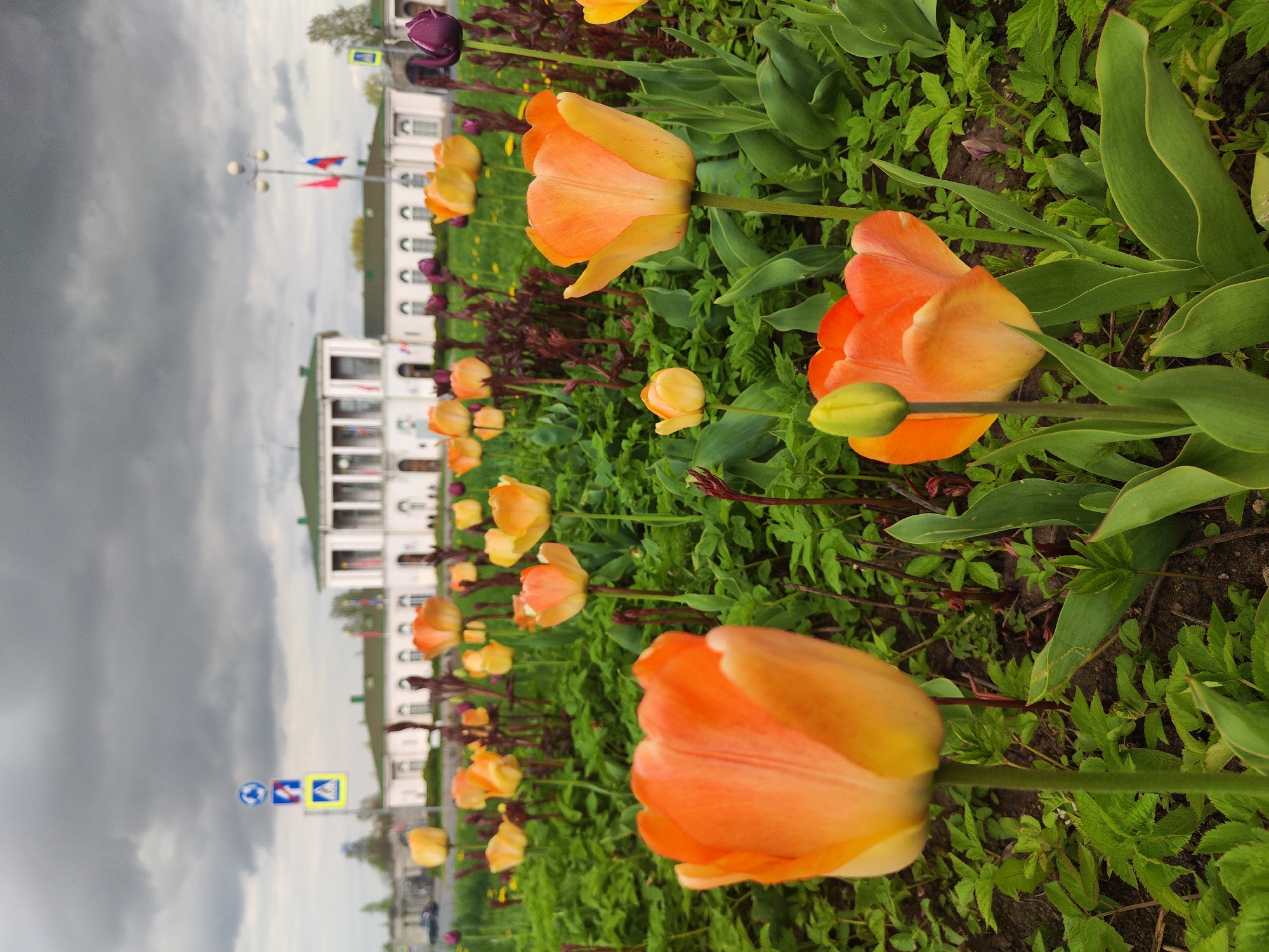 A close-up, low-angle shot shows a row of orange and yellow tulips blooming in a flowerbed along a street in the city of Unknown, Unknown. The building in the background has a white facade and a green roof. The sky is overcast with dark gray clouds. A purple tulip stands out among the orange ones. A street lamp and flags are visible in the background. A pedestrian crossing sign can also be seen.