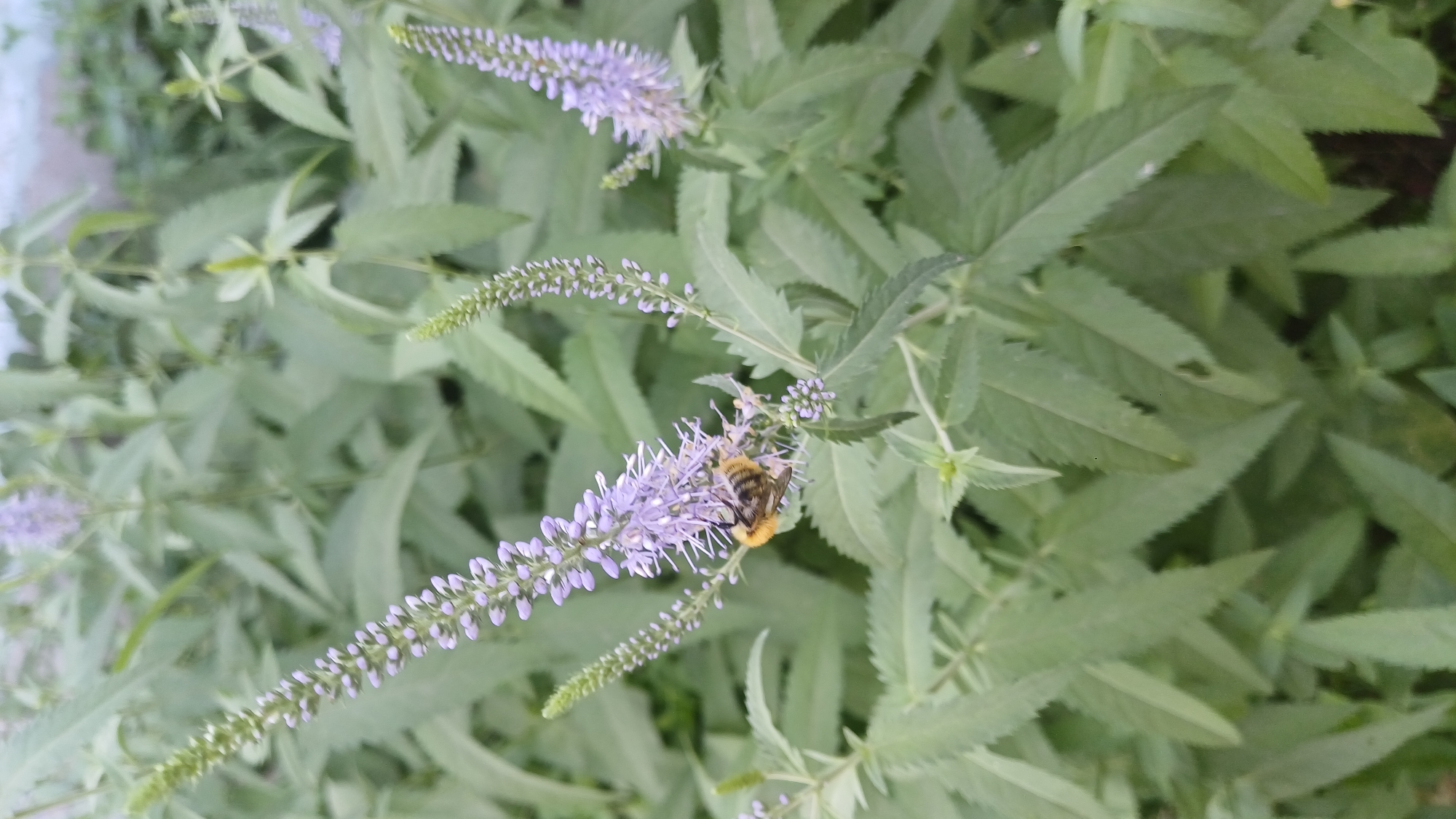 The image shows a close-up view of several tall, slender flowering plants with numerous small, light purple blossoms arranged in spikes. The leaves are long, narrow, and serrated. In the center of the frame, a bumblebee with black and yellow stripes is actively feeding on one of the flower spikes. The background consists of more foliage, appearing slightly out of focus, suggesting a garden or natural setting. The lighting is soft, indicating it may be overcast or late afternoon. The scene is devoid of any human presence and does not contain any identifiable landmarks that would pinpoint its location within Izhevsk, Russia.