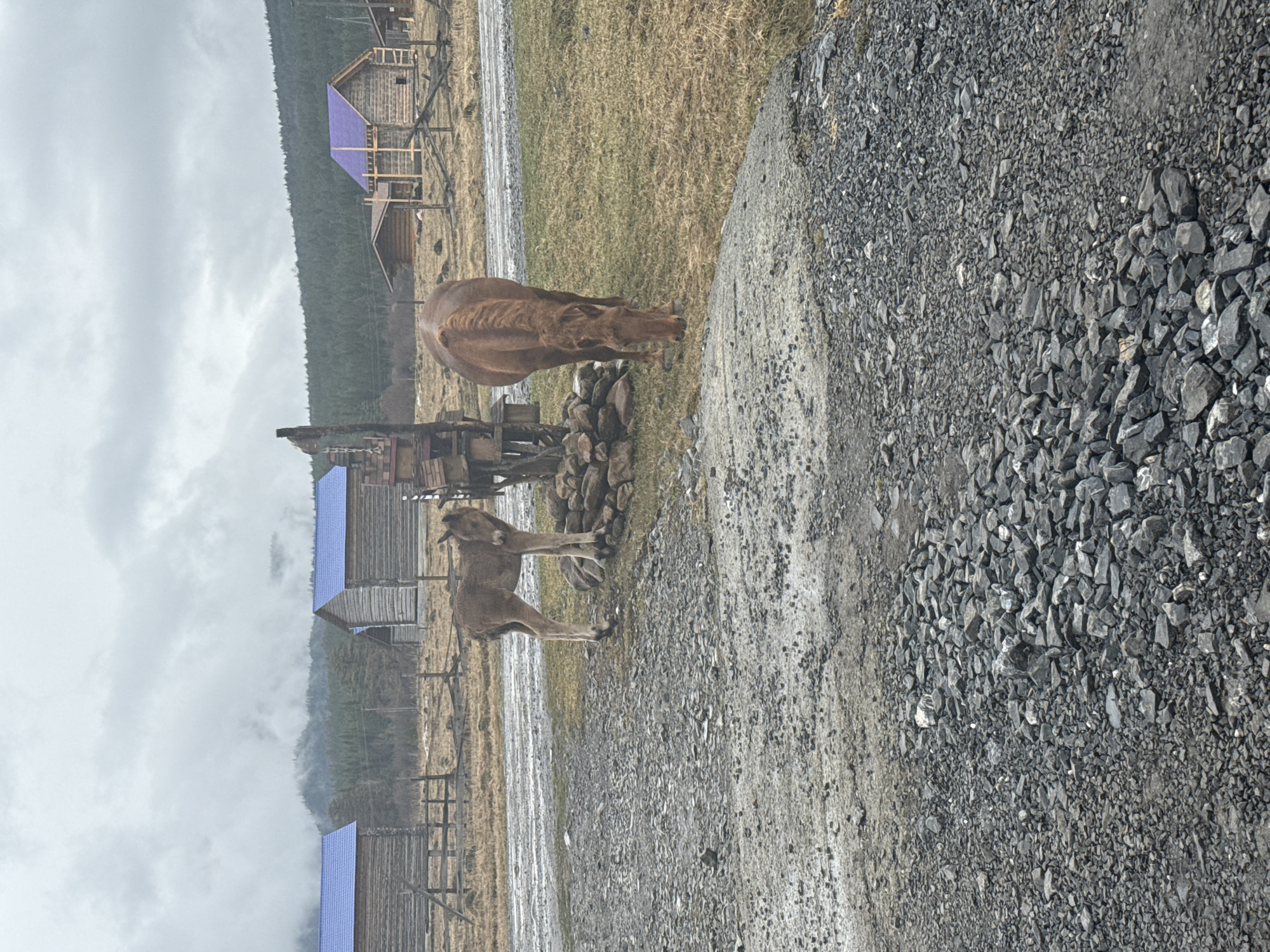 The image depicts a rural scene in Tyulyuk, Russia, featuring a brown horse grazing near a small structure made of rocks and another younger horse. In the background, there are wooden buildings with purple roofing. To the right is a gray gravelly path. The sky is overcast, and a line of evergreens is in the far background.