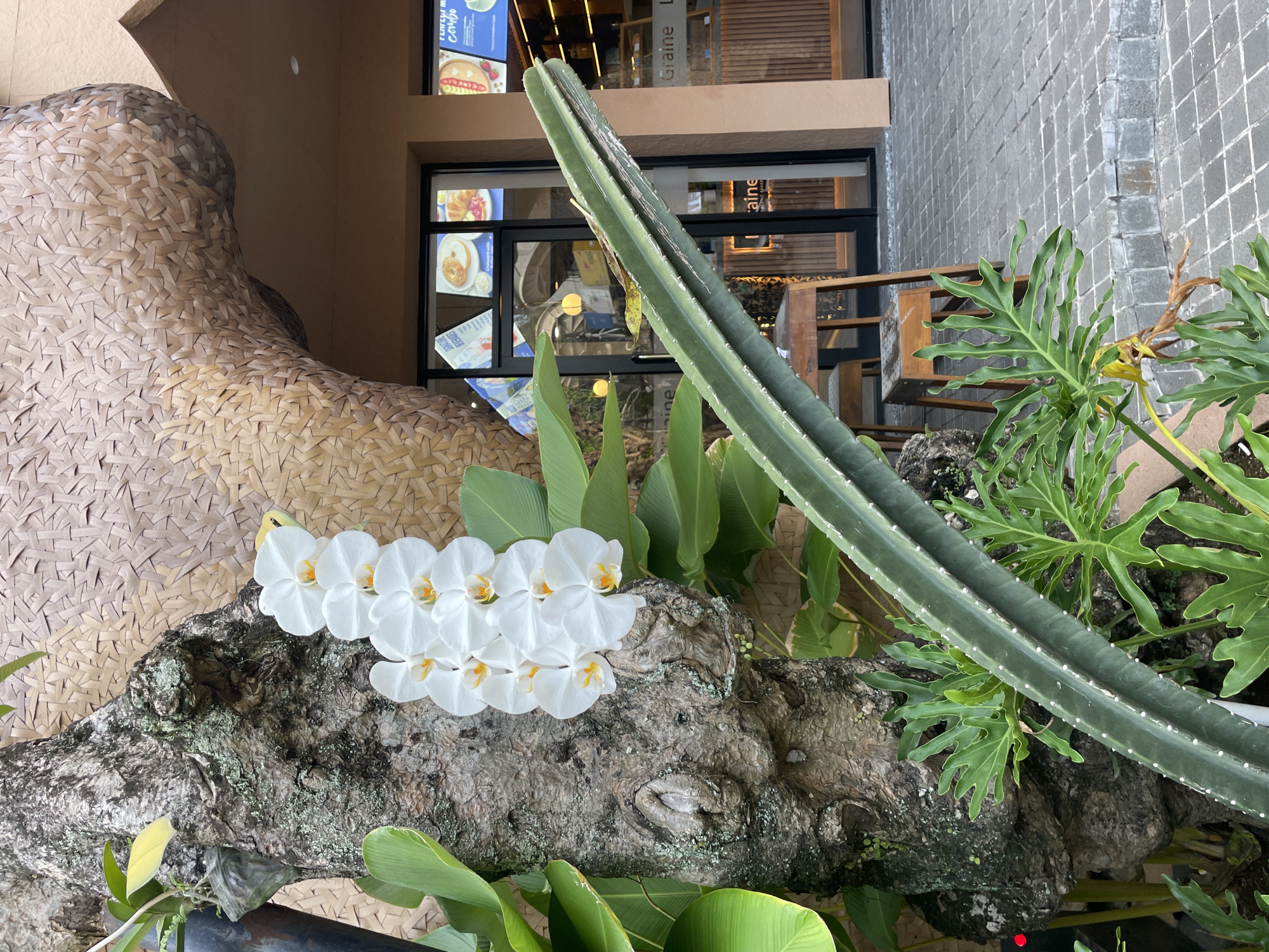 This image captures a vibrant botanical display set against a modern building facade, likely an outdoor or semi-outdoor area of a cafe or restaurant.
In the foreground and mid-ground, a variety of tropical plants create a lush scene. A prominent cluster of white orchids, each with a yellow center, is arranged on a dark, gnarled, moss-covered wooden log. To the right of the orchids, a long, thick, green cactus stalk extends diagonally upwards, featuring small white spines. Surrounding these elements are broad, green leaves from various plants, including some with deep lobes, possibly from a Philodendron species. Behind the orchids and log, a large, textured structure made of intricately woven beige and brown material provides a decorative backdrop.
The background features a modern building with large windows. Through these windows, parts of menu signs are visible. Text fragments include "runch m Combo," which likely refers to a "Brunch Menu Combo," and the word "Graine." Another sign inside displays "SANDWICHES" and "BOISSONS," indicating food and drink offerings. The building's exterior wall to the right of the windows is constructed from grey square tiles.
No people are visible, and no specific activity is taking place, suggesting the image captures a decorative plant arrangement. The lighting suggests it is daytime. The combination of lush plants and cafe signs indicates an inviting and aesthetically pleasing commercial space.