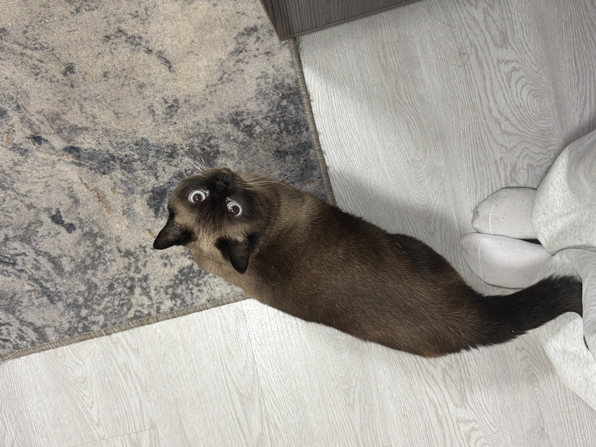 A Siamese cat with dilated pupils stares upwards near a rug and a pair of feet in socks, likely indoors. The location in Chaikovsky, Russia, is not discernible from the image.