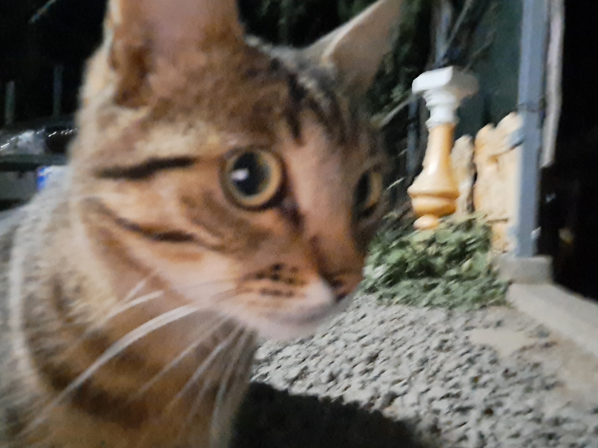 The image shows a close-up of a tabby cat's face, with its eyes wide open. The cat is in focus, while the background is blurred. The background includes what appears to be an outdoor setting at night, with some lights visible in the distance. There is also a decorative pillar and some greenery. The image was taken in Vypasne, Ukraine.