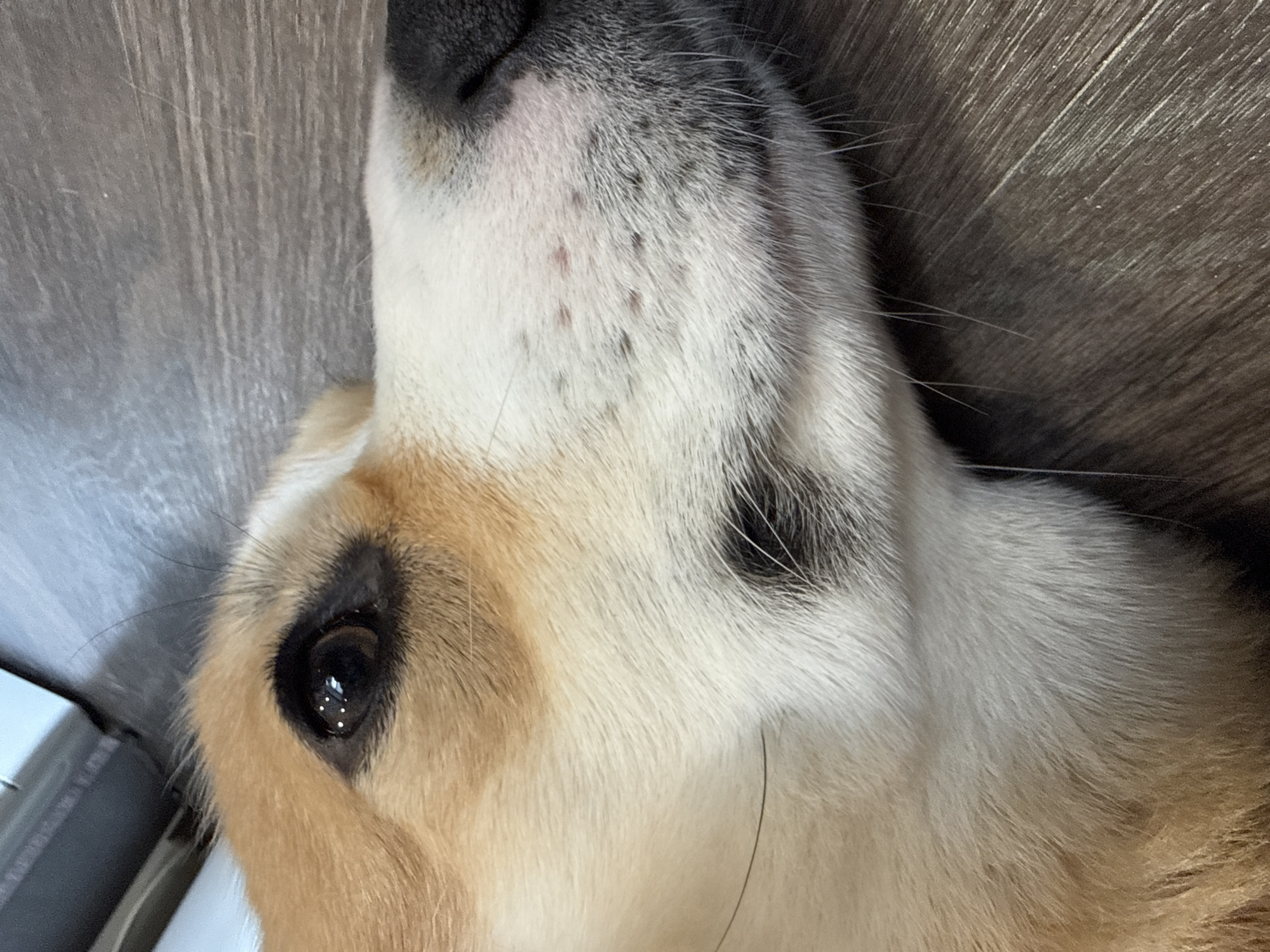 The image shows a close-up view of a dog's face, likely a Corgi mix, lying on a surface. The dog has tan and white fur, with a black nose and brown eyes. There are some small red marks on the white fur around the muzzle. The surface the dog is lying on appears to be a gray-toned wood-like material. No people, actions, or environmental context are apparent, and there is no indication of the location being Votkinsk, Russia.