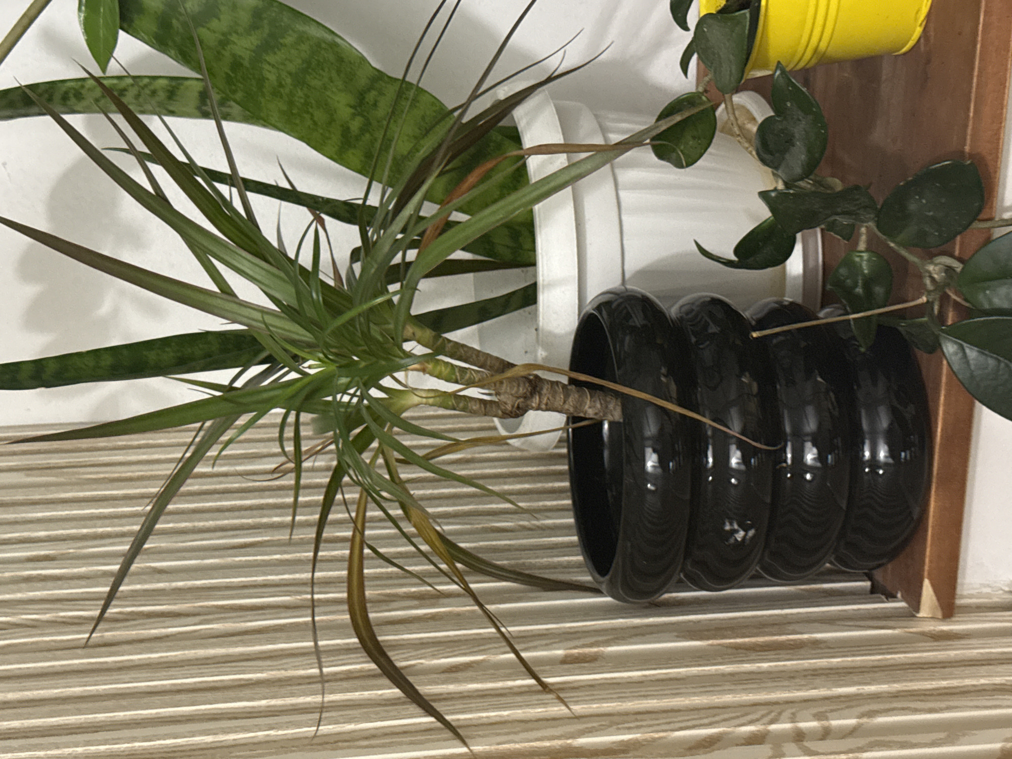 The image shows three potted plants on a light-colored, horizontal-striped surface. From left to right: A snake plant in a white pot, a Dracaena marginata in a black pot (four connecting pots), and a hoya plant in a yellow pot. The plants are indoors, near a white wall and a wooden ledge. The location in Shumen, Bulgaria, is not discernible from the image.