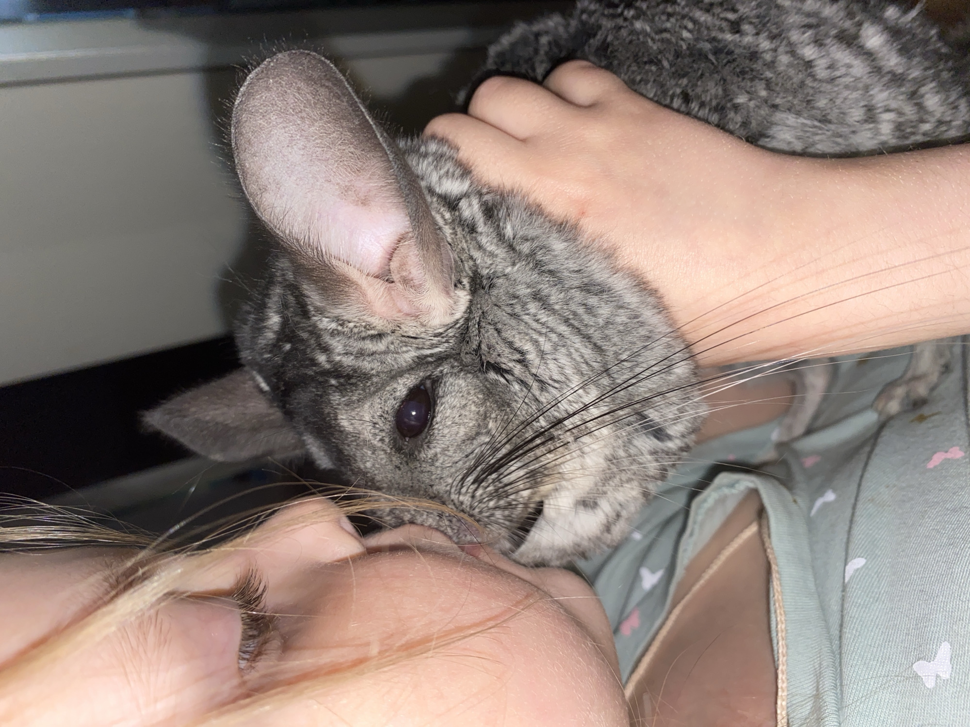 A close-up image shows a grey chinchilla nuzzling its nose against the face of a person with blonde hair. The chinchilla is held by a hand. The person is wearing a light green top patterned with white and pink shapes. The background is dark and indistinct. No elements in the scene indicate the city of Votkinsk, Russia.