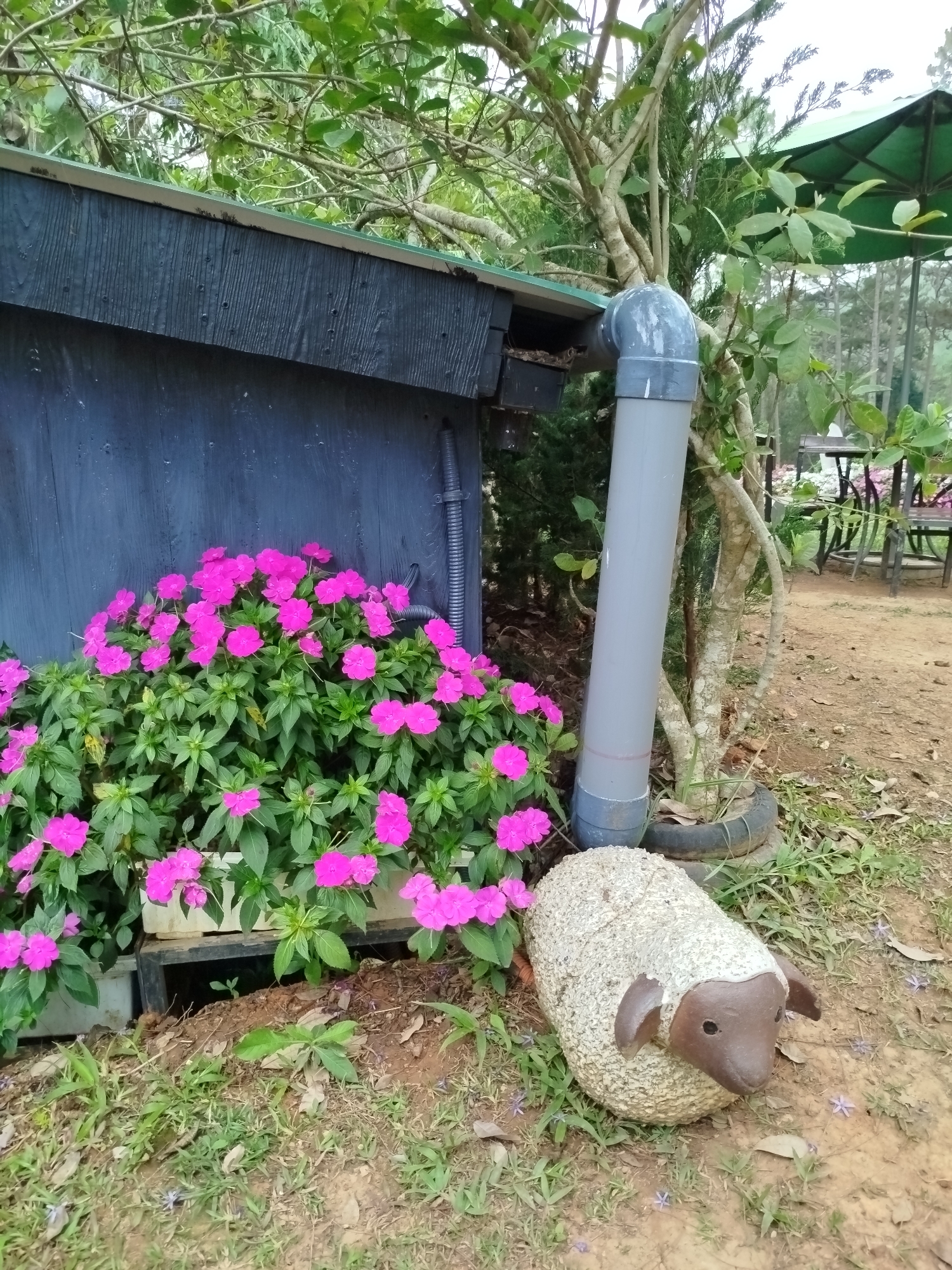 The scene is a tranquil garden setting in Da Lat, Vietnam. A wooden structure with a dark-colored exterior hosts a vibrant collection of pink flowers in white planters along its base. Adjacent to the structure, a gray PVC pipe stands vertically, next to a weathered tree with exposed roots. A decorative sheep statue rests on the ground beside the flowers and pipe, composed of a textured white body and a brown head and ears. The ground is a mix of grass, dirt, and fallen leaves. In the background, blurred under a green umbrella, are tables and chairs, suggesting a cafe or seating area within the garden.