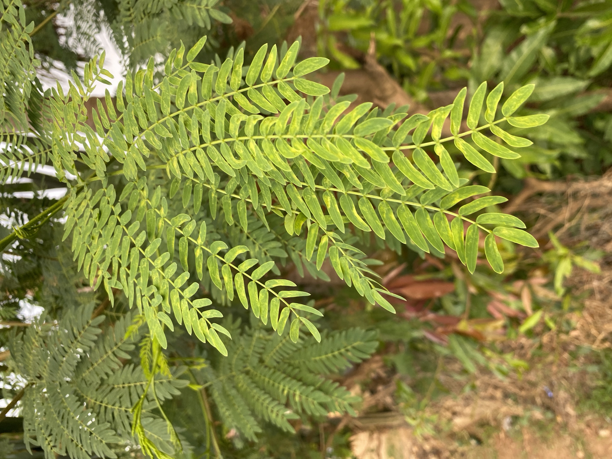 The image features close-up foliage with pinnately compound leaves, exhibiting light green coloration with yellow mottling. The leaves have small, ovate leaflets arranged along a central axis. The background consists of other greenery and a blurred ground surface, suggesting a natural outdoor setting. The location is Bukuru, Nigeria. No people are visible.
