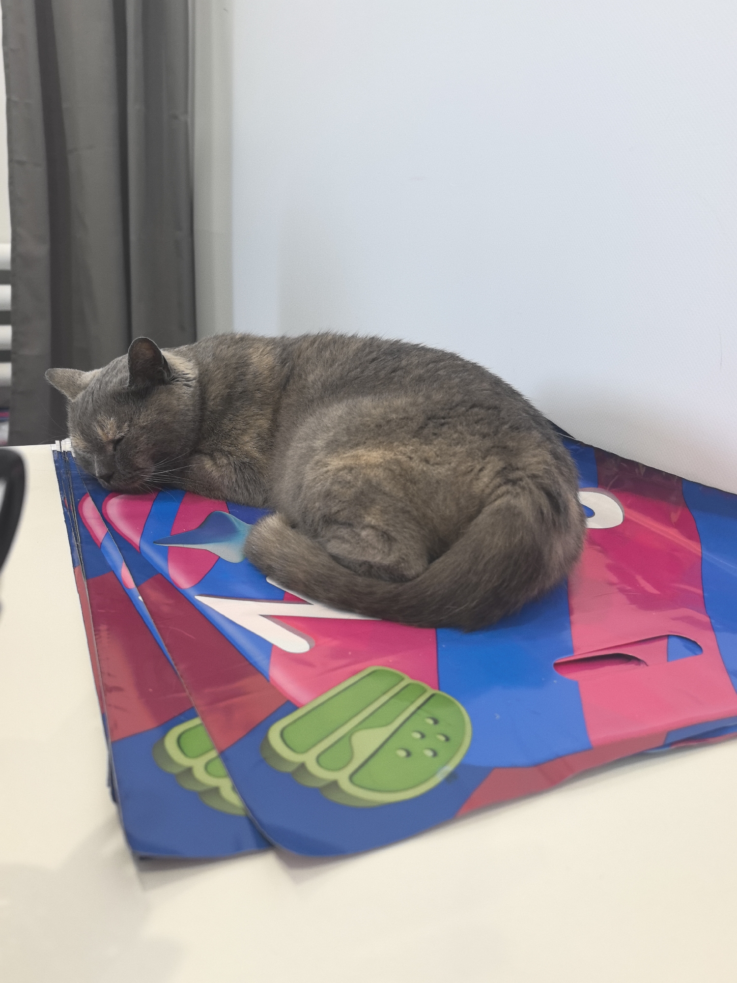 A gray and brown cat is curled up asleep on a stack of three blue and pink plastic bags. The bags have a green image of a squash or melon on them. The stack of bags is on a white surface, likely a table. In the background, a gray curtain hangs beside a white wall. The location is not specified but should be Noviy, Russia. There are no other objects or people in the frame.
