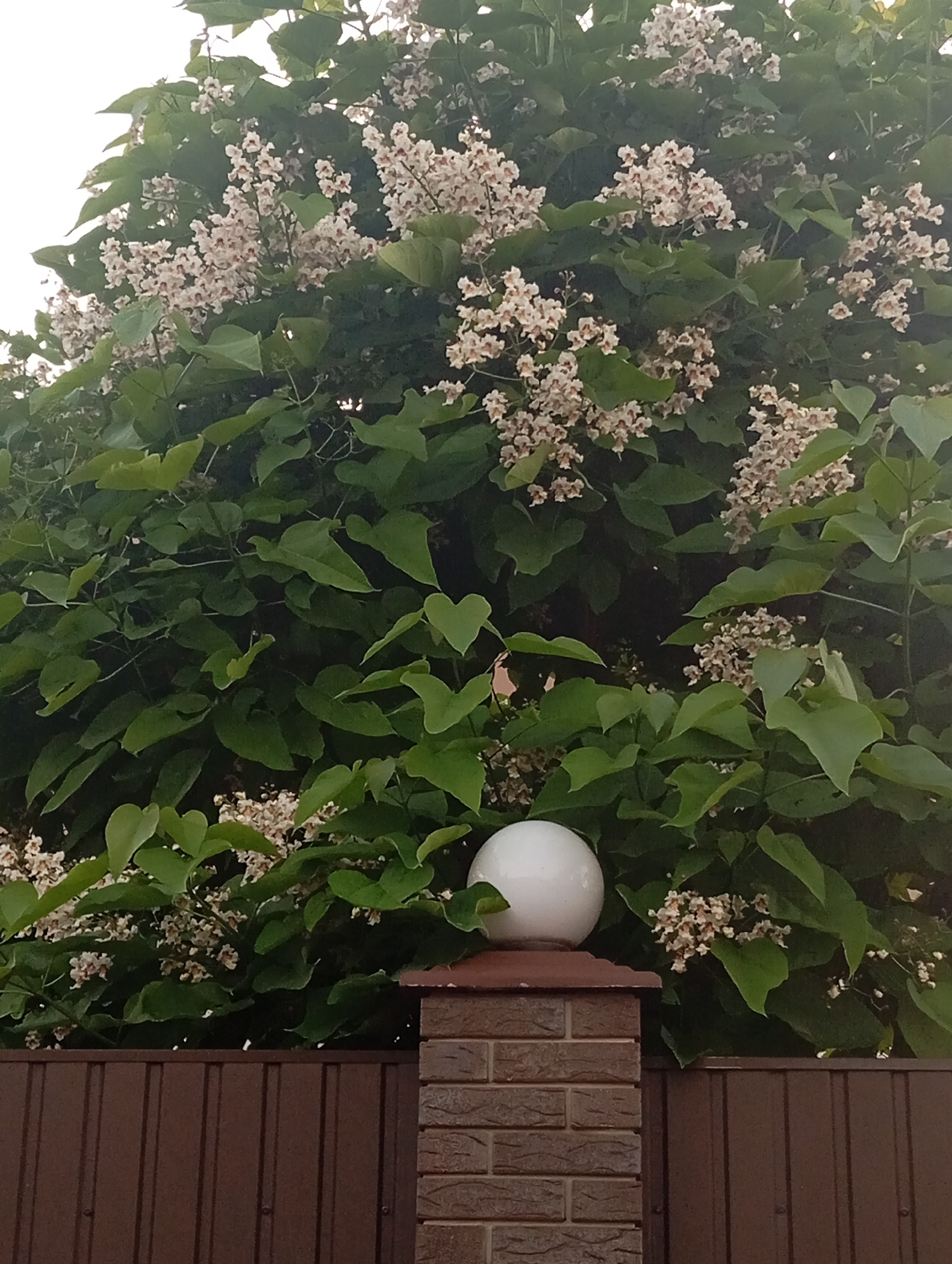This media file depicts a close-up view of a large tree with abundant clusters of small, white and pinkish flowers and large, green, heart-shaped leaves. The tree is dense and fills most of the frame. In the foreground, the top of a brown metal fence is visible. To the left of the fence, a brick pillar supports a round, white lantern. The overall setting appears to be a garden or yard. The lighting suggests it might be daytime, possibly late afternoon or early evening given the soft light and slight shadows. The scene evokes a feeling of natural beauty and tranquility, with the blooming tree being the dominant subject. There are no people visible in the media file. No visible text is present.