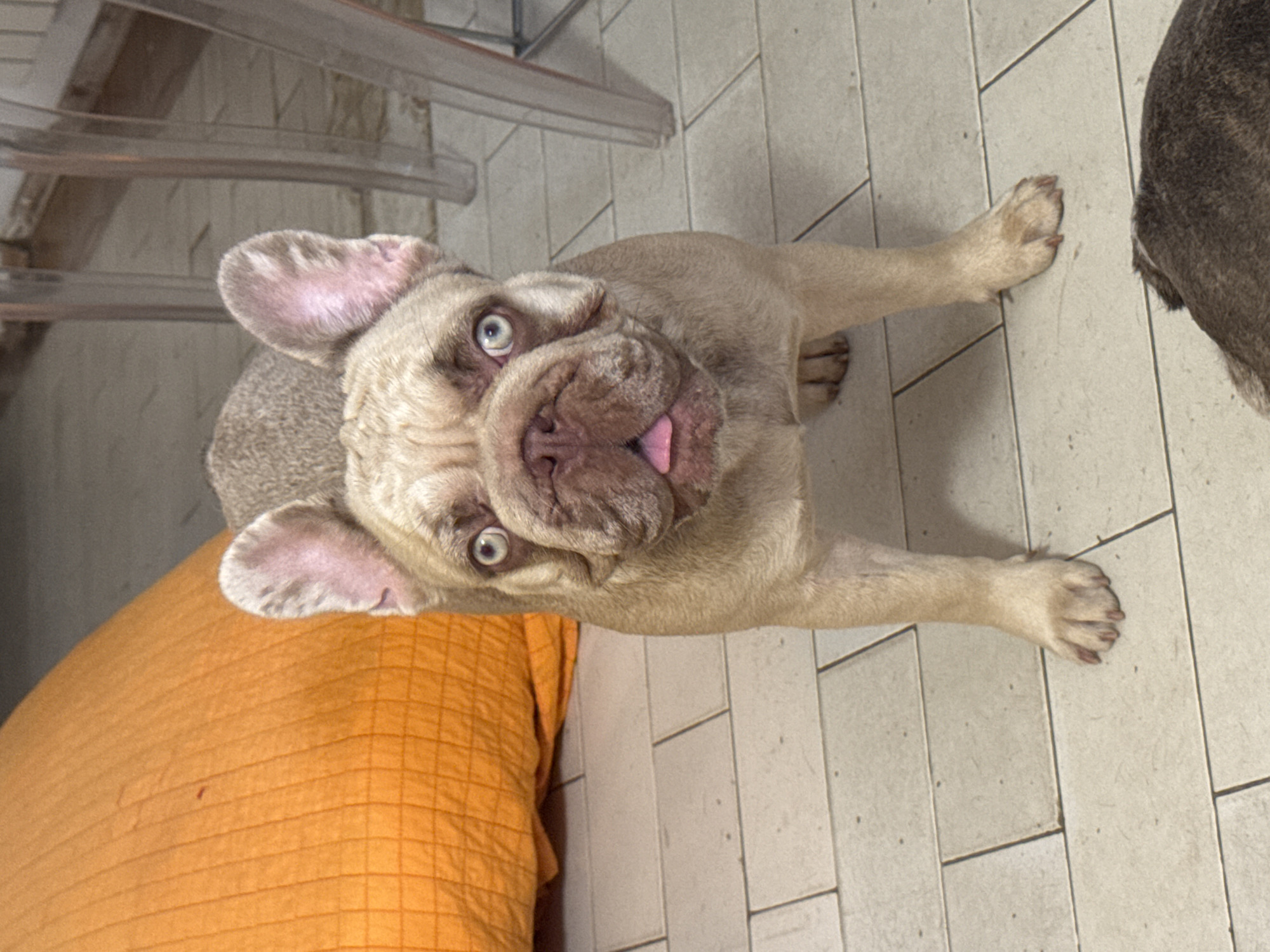 A fawn-colored French Bulldog with blue eyes and pink tongue sticking out stands on a tiled floor in what appears to be an indoor setting. The dog is facing the camera and positioned centrally in the frame. To the left of the dog, there is a large, orange, textured cushion. In the background, to the right of the dog, are the legs of clear plastic chairs. The floor is composed of light-colored square tiles. Partially visible at the bottom right of the frame is the back of another dog. The scene is likely a residential interior, possibly in San Benedetto del Tronto, Italy, given the context.