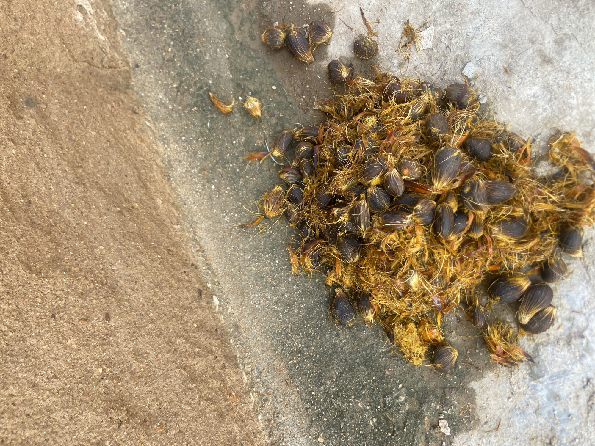 The image displays a close-up, overhead view of organic material deposited on the ground in Jalingo, Nigeria. A central, substantial accumulation consists of numerous dark, ovoid kernels, approximately 2-3 cm in length, entangled within a dense matrix of coarse, bright yellow to orange fibrous strands. This material is consistent with palm fruit remnants, specifically nuts and pericarp fibers. The pile rests on a mottled grey concrete surface, which exhibits visible dampness and darker staining immediately beneath and adjacent to the organic matter. Several individual kernels and detached fibrous fragments are scattered radially from the main pile onto the concrete. The upper left portion of the frame reveals a distinct boundary where the grey concrete transitions into a lighter brown, granular surface, likely sand or dirt, showing a finely textured appearance with minor dark particulate inclusions. No individuals or active interactions are observed in the scene.