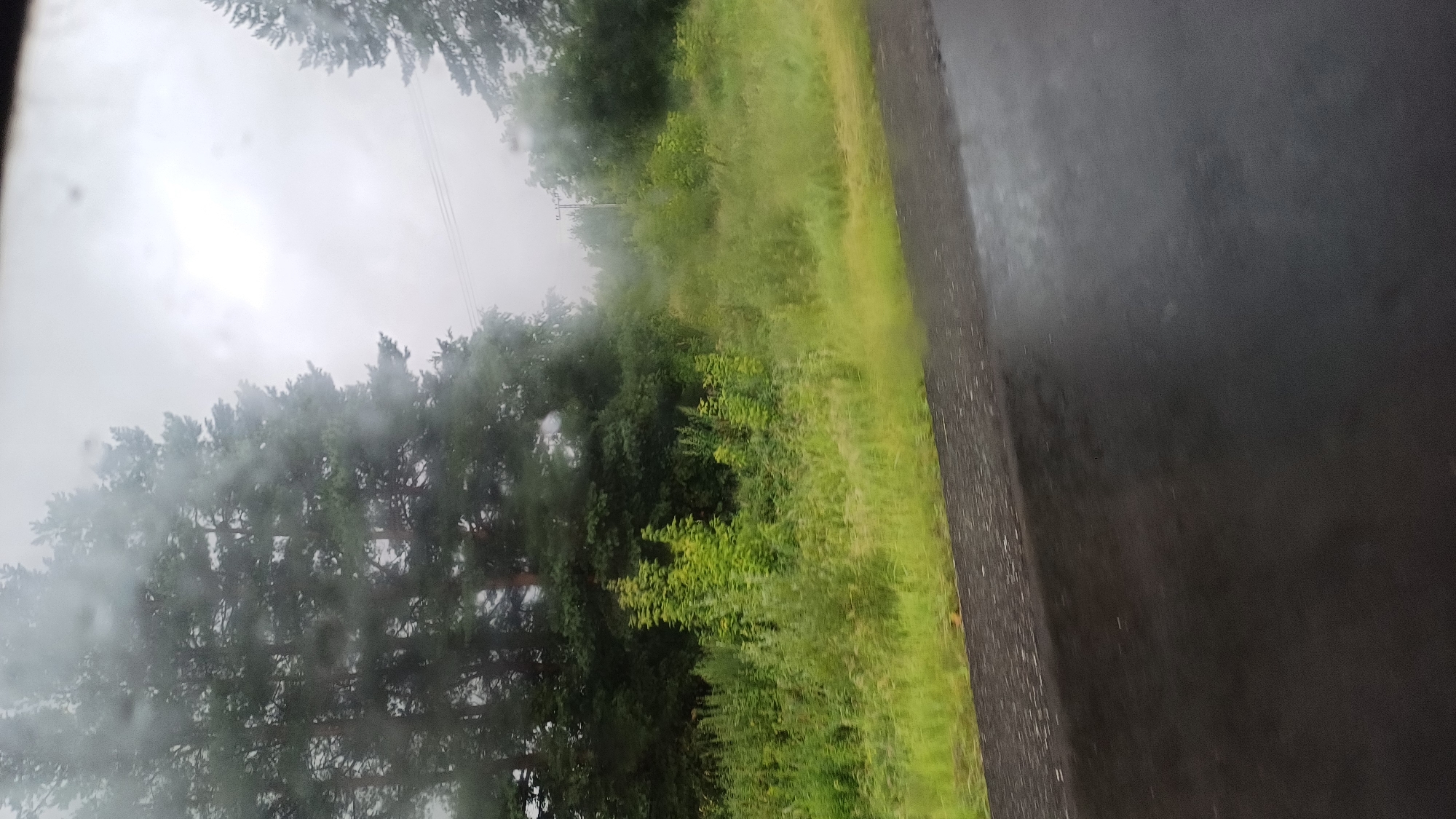 The image depicts a roadside view on a cloudy day, likely in or near Staryi Chul'tem, Russia. The foreground shows a wet asphalt road reflecting the overcast sky and surrounding greenery. A strip of green grass borders the road. Beyond the grass, a dense area of trees and vegetation is visible. Tall, dark green coniferous trees, likely pines, dominate the upper left portion of the frame, with their branches appearing somewhat obscured by what might be raindrops on the camera lens or a misty atmosphere. To the right and further back, more trees and foliage are present, creating a layered effect. In the middle ground, a patch of brighter green, smaller trees or dense shrubbery stands out. A utility pole with wires is faintly visible in the background among the trees on the right side. The overall impression is one of a damp, natural environment on the edge of a road, characteristic of a rural or semi-rural setting.