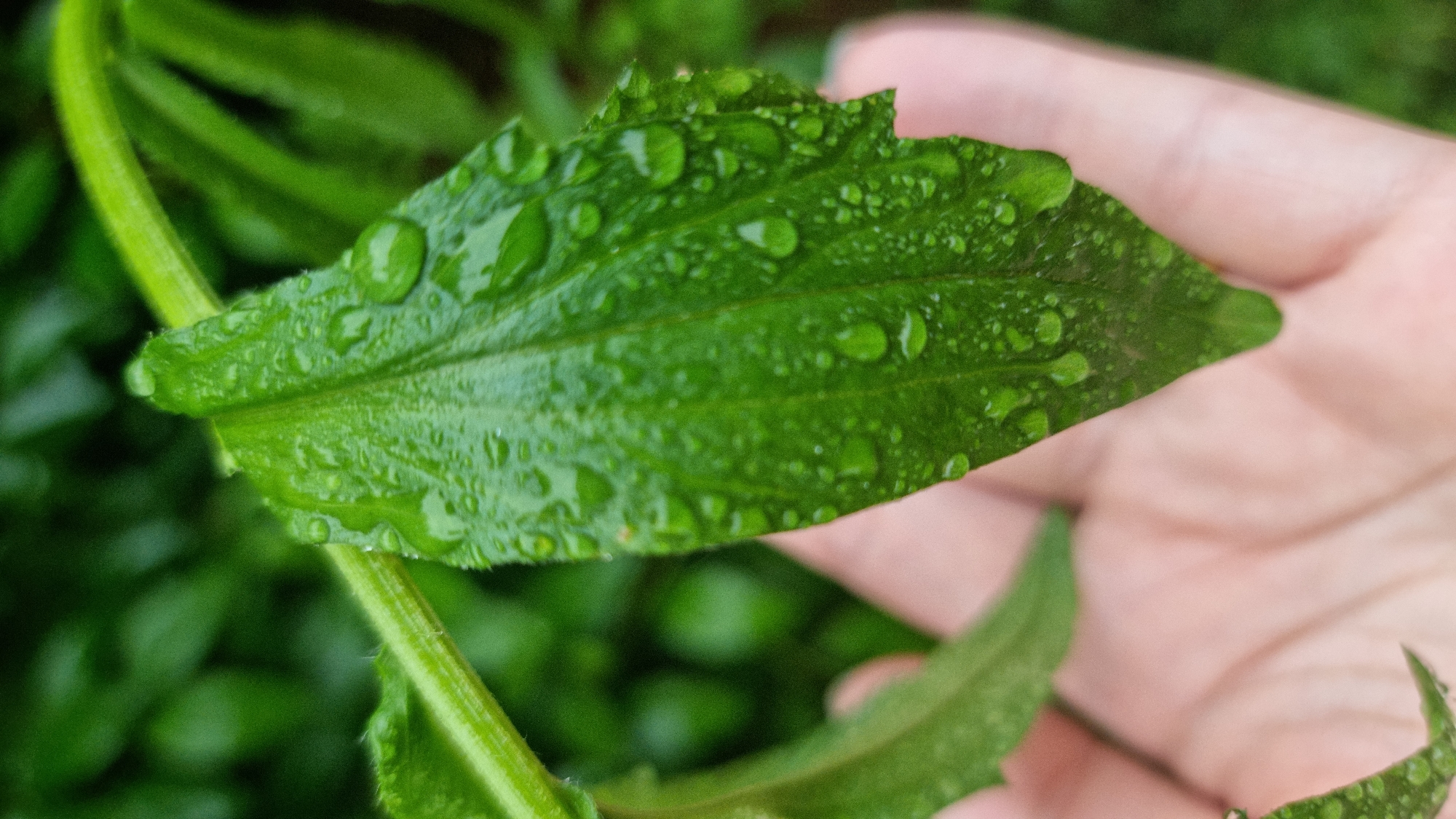 A green leaf covered in water droplets is held in a hand. The leaf is elongated with serrated edges and prominent veins. The background features a blurred mass of similar green leaves and stems. The location is likely outdoors, suggested by the natural setting. There is no verifiable information to support the image was taken in Dunnae-myeon, South Korea.