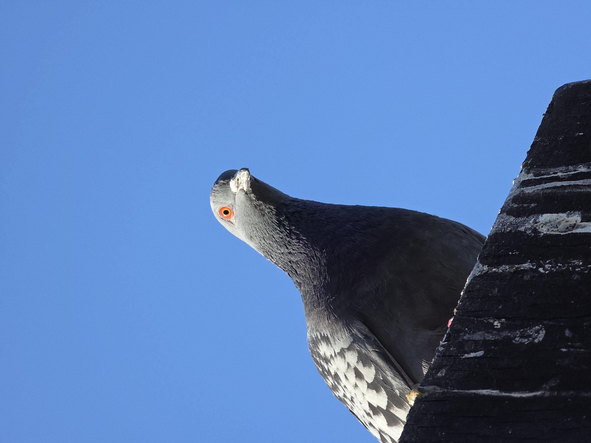 A low-angle close-up shot reveals a gray pigeon perched atop a dark, weathered wooden surface against a clear blue sky. The pigeon has an orange eye and speckled gray and white feathers on its chest. The wooden surface shows signs of wear and discoloration. No people are visible. The location is not discernible from the image.