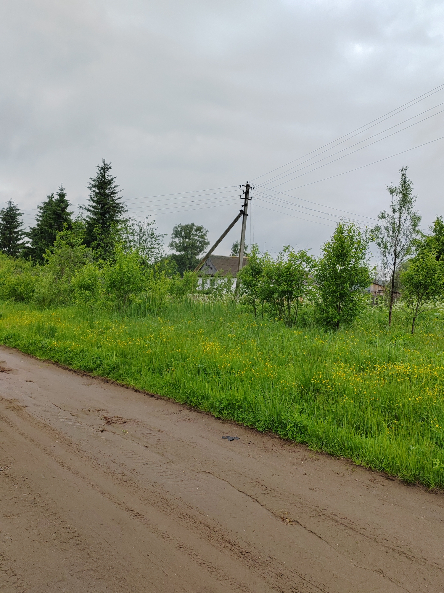 A wide shot depicts a rural or semi-rural landscape under an overcast, grey sky. In the foreground, a muddy dirt path with visible tire tracks runs diagonally from the lower left corner towards the mid-right.
Immediately to the right of the path, a strip of vibrant green grass is abundant with small yellow flowers, likely buttercups. Behind this grassy border, a dense cluster of various green bushes and deciduous trees fills the mid-ground. Further back on the left, several tall, dark green coniferous trees rise prominently.
Towards the center-right, a wooden utility pole with multiple power lines stretching across the frame stands against the cloudy sky. Beyond the dense greenery and the utility pole, the grey roof and partial white wall of a building or house are discernible. Another wooden structure is faintly visible in the far background.
The overall impression is of a quiet, natural setting on an overcast day, possibly after rain given the damp appearance of the dirt road. No people or specific activities are present. There is no visible text in the image.