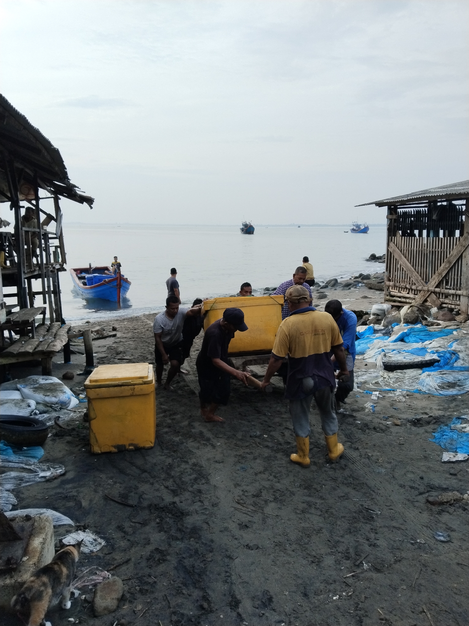 This media file depicts a group of men engaged in the strenuous activity of unloading large yellow containers, likely used for storing fish or ice, from a beach onto a sandy shore. The scene is set in Lhokseumawe, Indonesia, and appears to be a fishing community.
Several men are actively involved in carrying the containers, with some straining under the weight. One large yellow container is being transported by at least four individuals, their faces showing exertion. Another similar container is already resting on the sand. In the background, a bright blue fishing boat is moored near the shore, with a person standing on it. More boats are visible further out in the calm, overcast sea.
The setting is a typical coastal environment with a mix of sand and debris. There are some makeshift structures on the left, possibly shelters or storage areas, made of wood and corrugated metal with thatched roofs. On the right, a more sturdy wooden structure with a corrugated roof stands, surrounded by what appears to be discarded fishing nets and tarps in shades of blue and white. The ground is a mix of wet sand, mud, and various bits of refuse.
The sky is overcast, suggesting either early morning, late afternoon, or a cloudy day. The overall atmosphere seems to be one of hard work and a functional fishing operation. A multi-colored cat is also visible in the foreground, adding a touch of everyday life to the scene. There is no visible text in the image.
