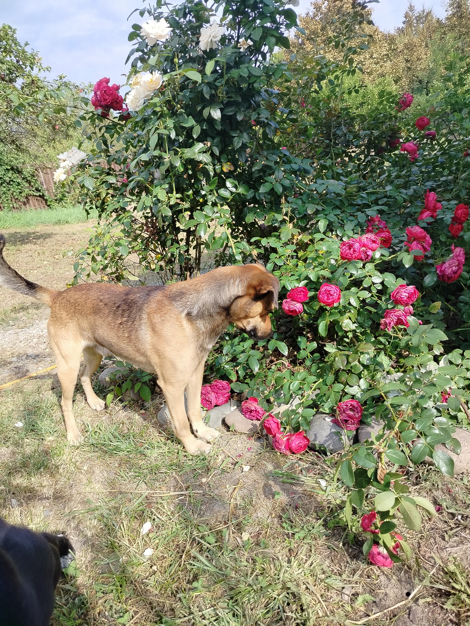 An outdoor scene in Shaumyan, Russia, features a medium-sized, brown-and-tan dog standing in a grassy area with a rose bush. The dog is facing towards the rose bush and appears to be sniffing or examining it. The rose bush has numerous pink and red roses in various stages of bloom, as well as green leaves. In the background, more greenery and trees are visible, suggesting a garden or park setting. The sky above is partly cloudy. A small portion of a black dog is visible in the lower left corner of the image, indicating the presence of at least two dogs.
