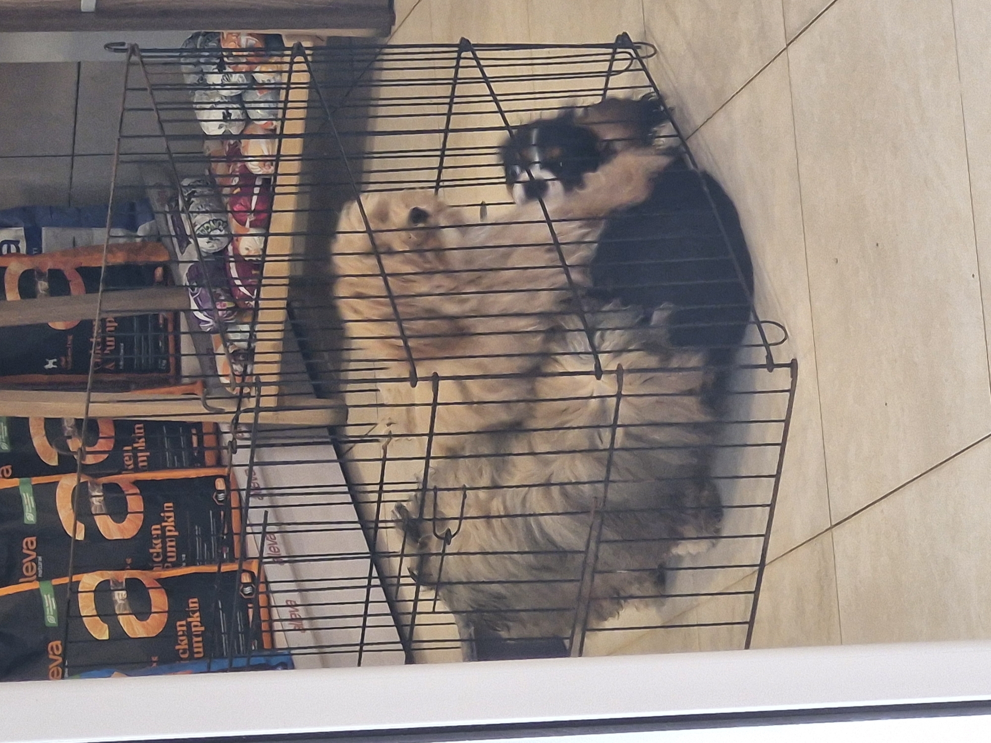 A high-angle shot shows two dogs inside a metal wire crate. The dogs are snuggled together. One is a light beige color, and the other is black, white, and brown. Dog food or treats are stacked on top of the cage on the left side. The location appears to be indoors on a tiled floor. The dog food is labeled "Chicken Pumpkin". I cannot confirm this is Sofia, Bulgaria.