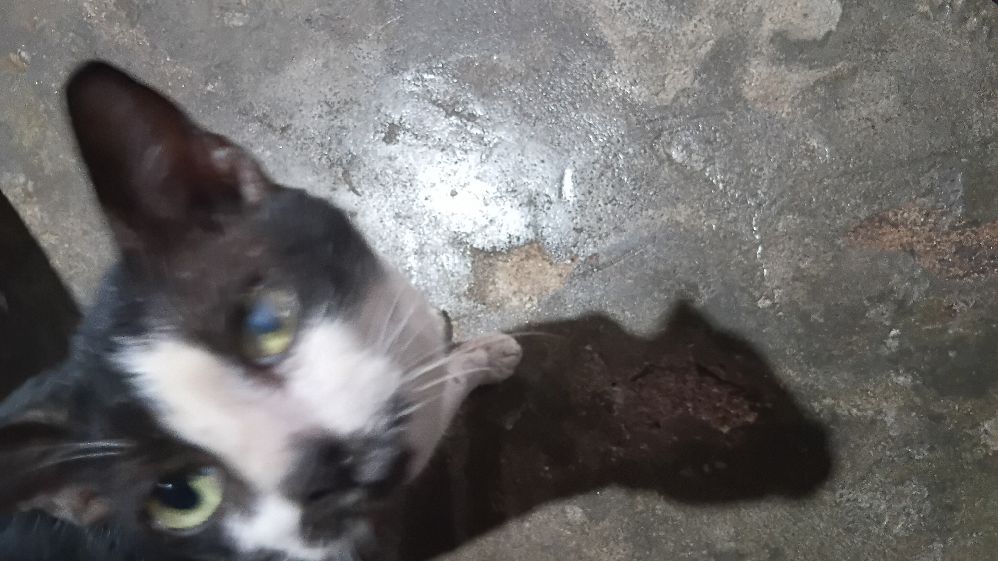 A black and white cat with light green eyes is looking up and slightly to the right. The cat's face is mostly white with black markings around its eyes and ears. Its left eye appears to have a bluish tint, possibly indicating a medical condition. The cat is positioned on a textured, grey concrete surface, which appears wet in some areas, creating a dark shadow of the cat's head and body on the left side of the frame. The background is out of focus and consists of the same concrete material. There is no discernible location in the city of Prabumulih, Indonesia, present in the image.
