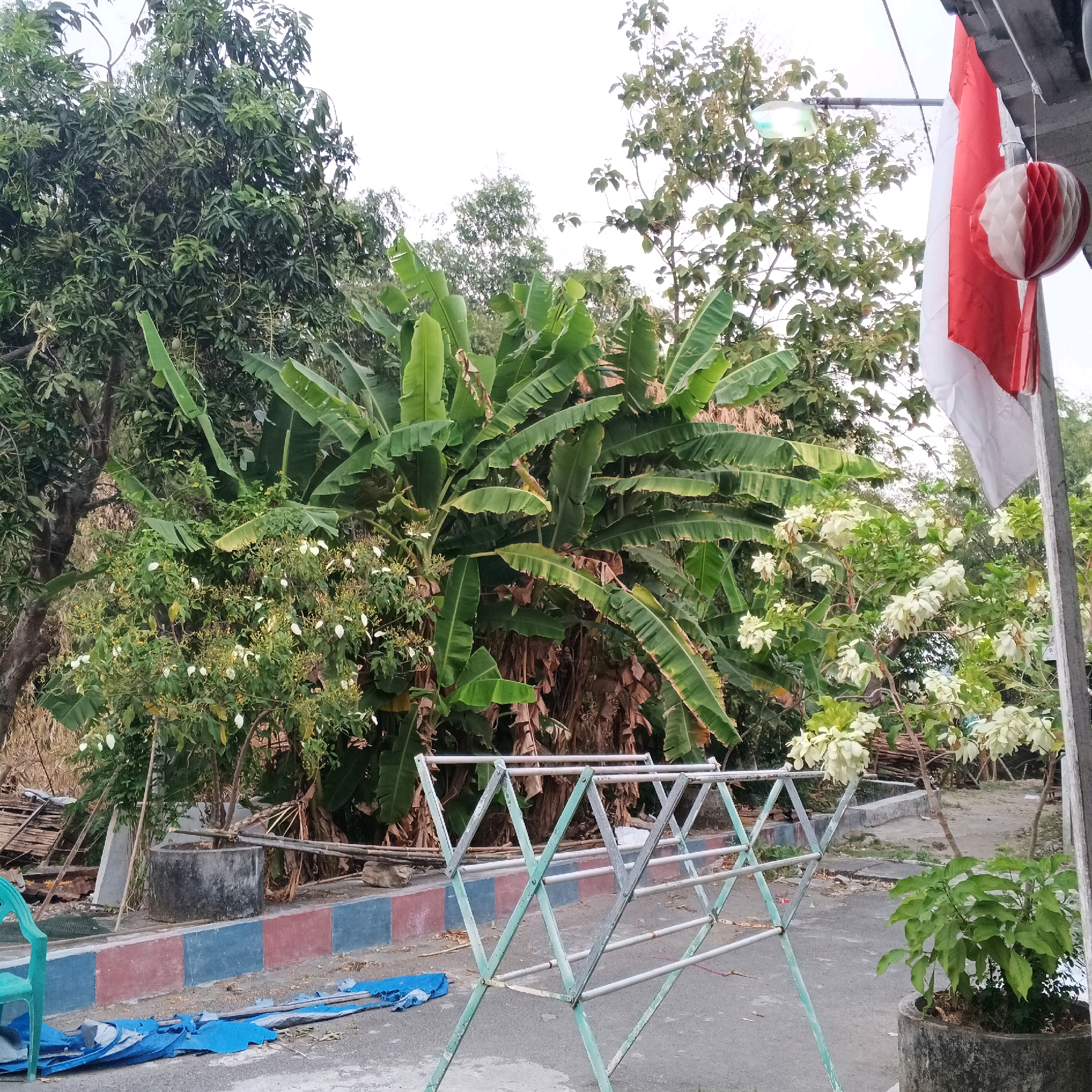 The image captures an outdoor scene with abundant greenery, likely in a residential or semi-rural area of Canggah, Indonesia. A large banana tree dominates the center, its broad green leaves stretching upwards. To the left, a mango tree is visible, also laden with fruit. Smaller trees and bushes with white flowers are scattered throughout the scene. In the foreground, a portable metal clothes drying rack stands on a paved area. A blue tarp lies on the ground near the rack. A vibrant green plastic chair is partially visible on the left edge of the frame. A concrete planter with a leafy plant is situated on the right. Behind the vegetation, a street or pathway is visible. A lamp post with an illuminated light is also present. To the far right, a partially unfurled Indonesian flag, red and white, hangs from a structure, alongside a decorative red and white paper lantern. The sky is overcast.