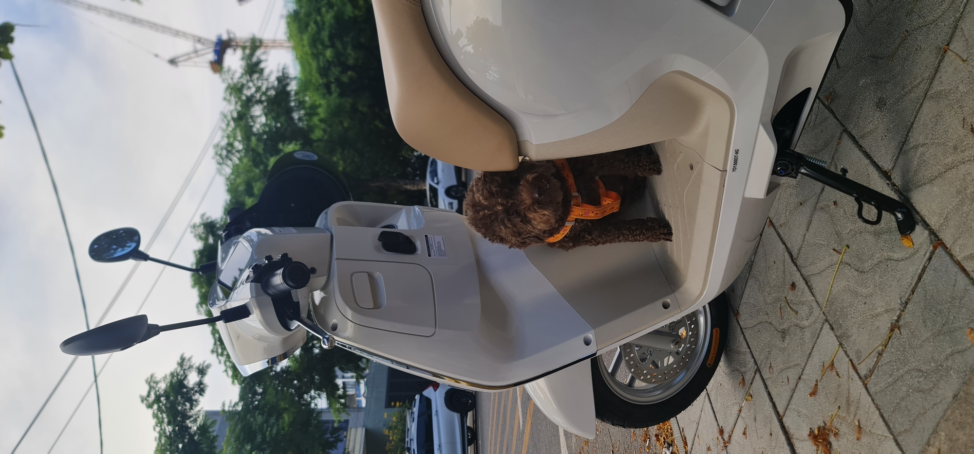 A medium-sized brown poodle with a distinctive orange harness sits in the footwell of a white scooter parked on a paved surface, presumably in a city. The scooter's side stand is deployed. Background details reveal trees, buildings, a crane, and overhead wires, suggesting an urban construction environment. Based on the YD1500DT-6G branding and surrounding landscape elements, the location can be identified as Đà Nẵng, Vietnam.
