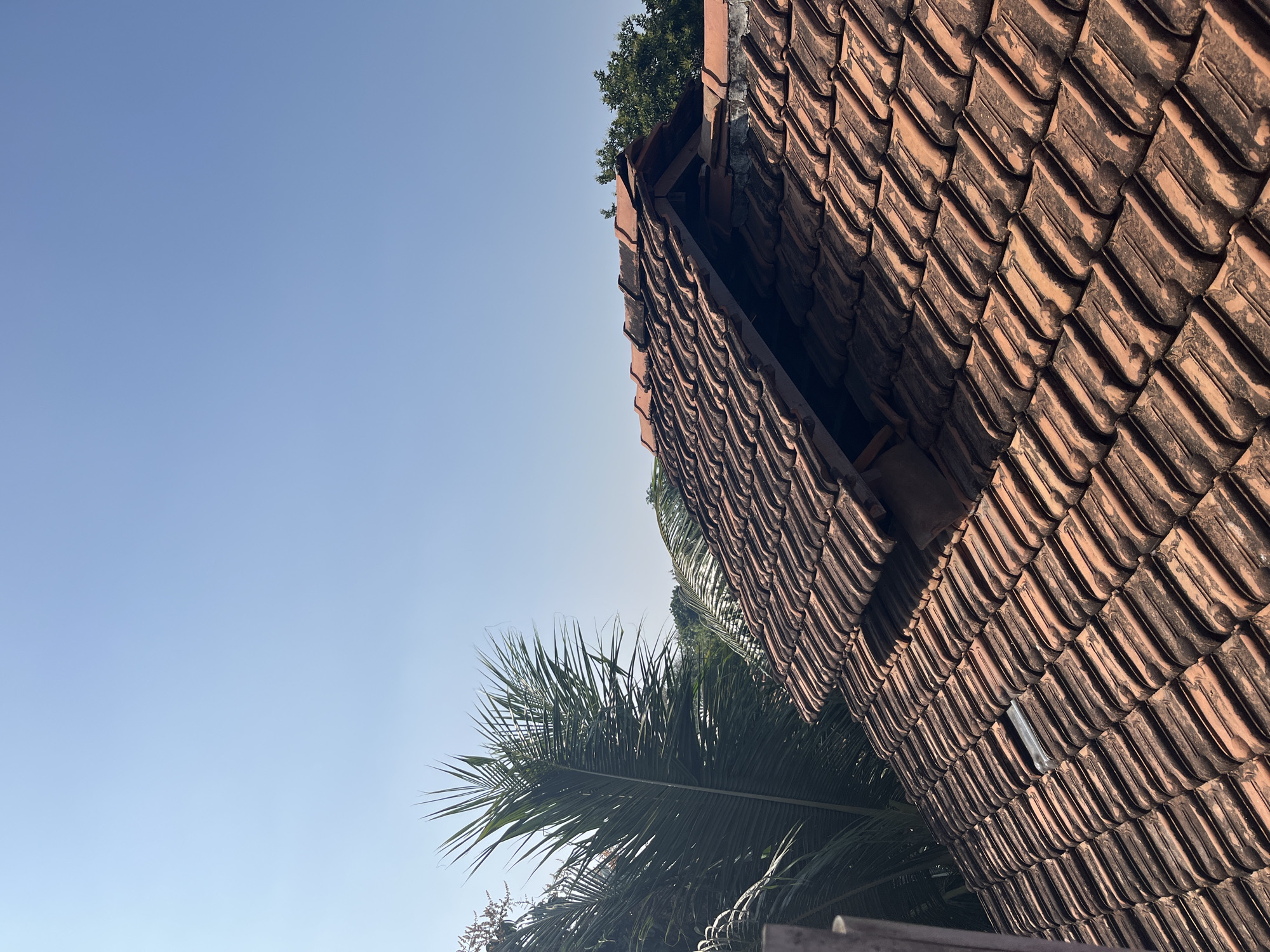 The image depicts a rooftop covered in terracotta tiles, with a section of the roof featuring a visible peak and some damage. Lush green palm fronds and other foliage are visible to the left and in the background, suggesting a tropical or subtropical environment. The sky is clear and blue. A single piece of clear, rectangular material, possibly glass or plastic, is embedded amongst the tiles in the foreground. The scene appears to be an exterior view of a building, likely in a residential area, with no people or animals present. The style of the roof and the surrounding vegetation could be consistent with locations in Glagah Kulon, Indonesia.